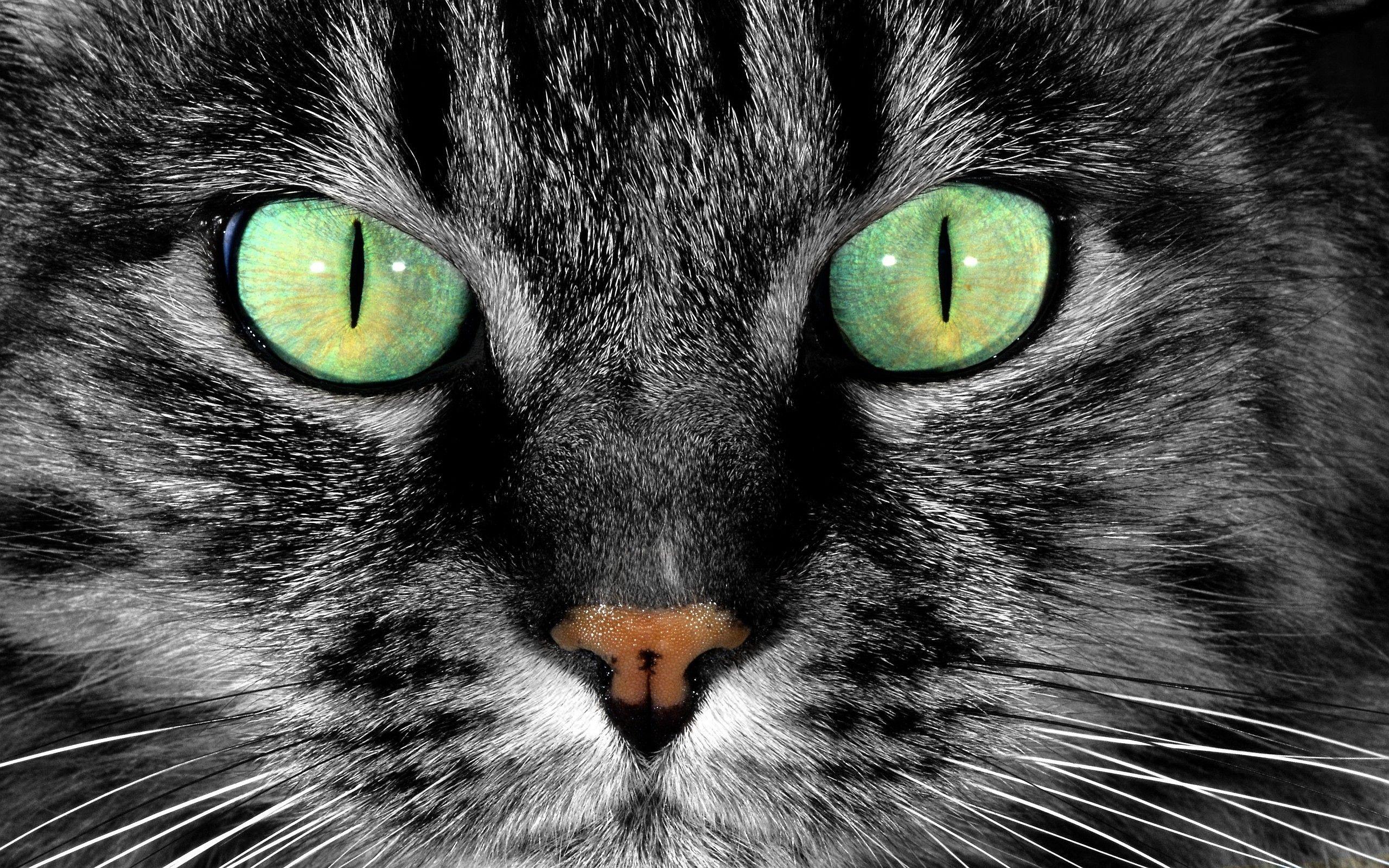 Green Eyes Wallpapers Top Free Green Eyes Backgrounds WallpaperAccess