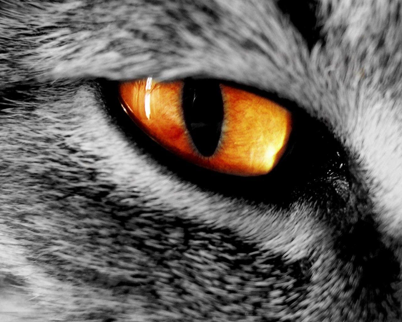 Animal Eyes Wallpapers Top Free Animal Eyes Backgrounds WallpaperAccess