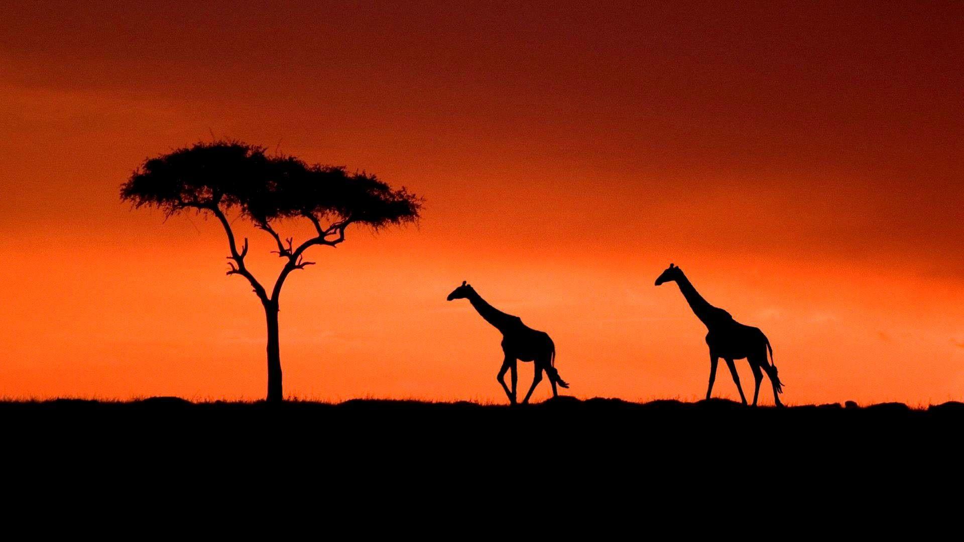 African HD Wallpapers Top Free African HD Backgrounds WallpaperAccess