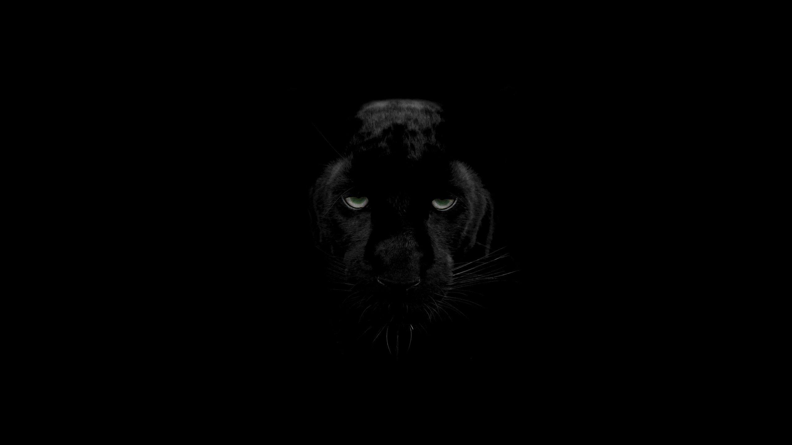 Black Panther Eyes Wallpapers Top Free Black Panther Eyes Backgrounds
