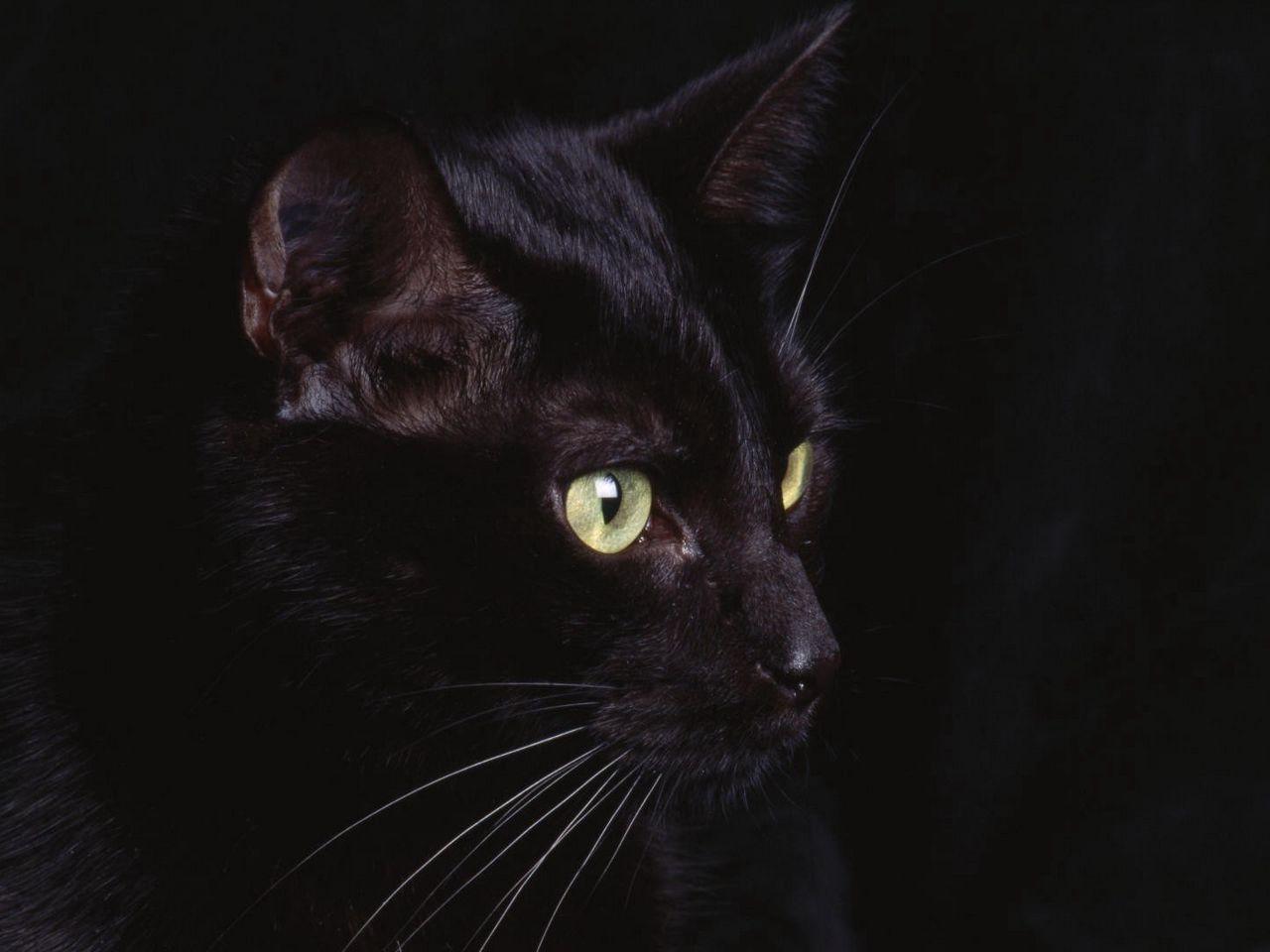 Black Eyes Wallpapers Top Free Black Eyes Backgrounds WallpaperAccess