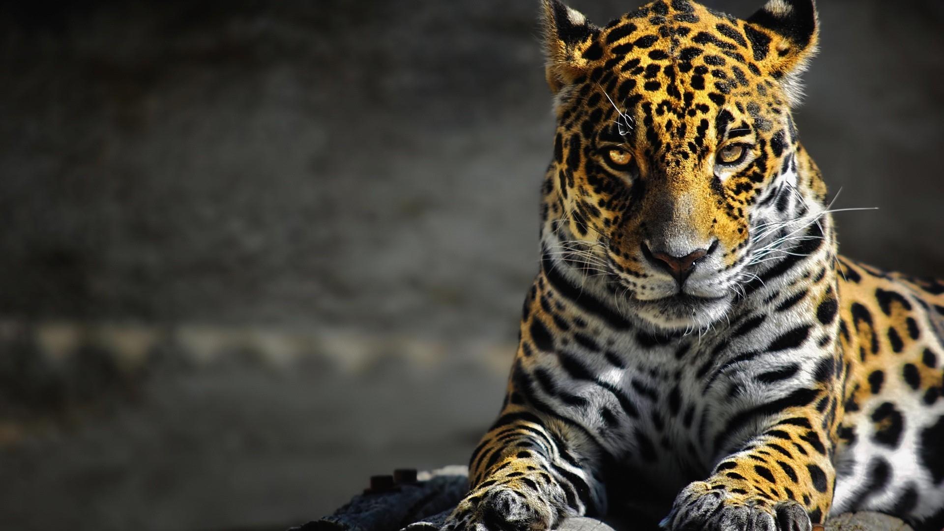 Jaguar Wallpapers Top Free Jaguar Backgrounds WallpaperAccess