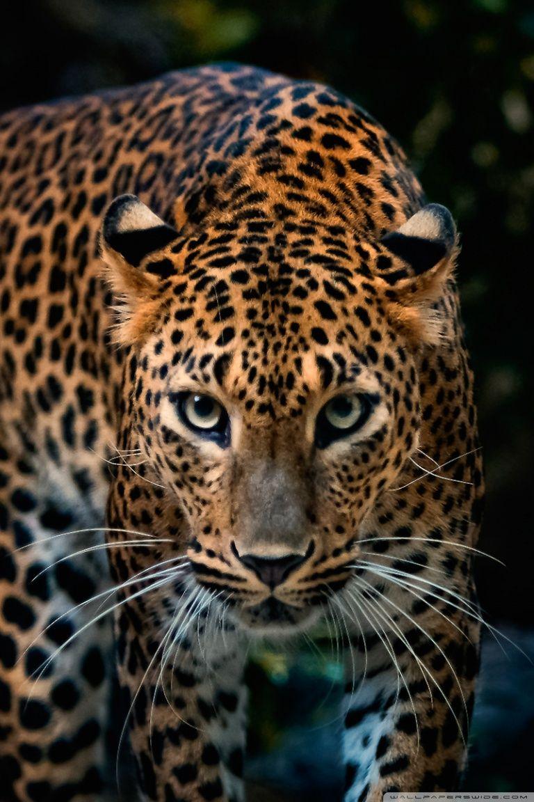 Jaguar Wallpapers Top Free Jaguar Backgrounds WallpaperAccess