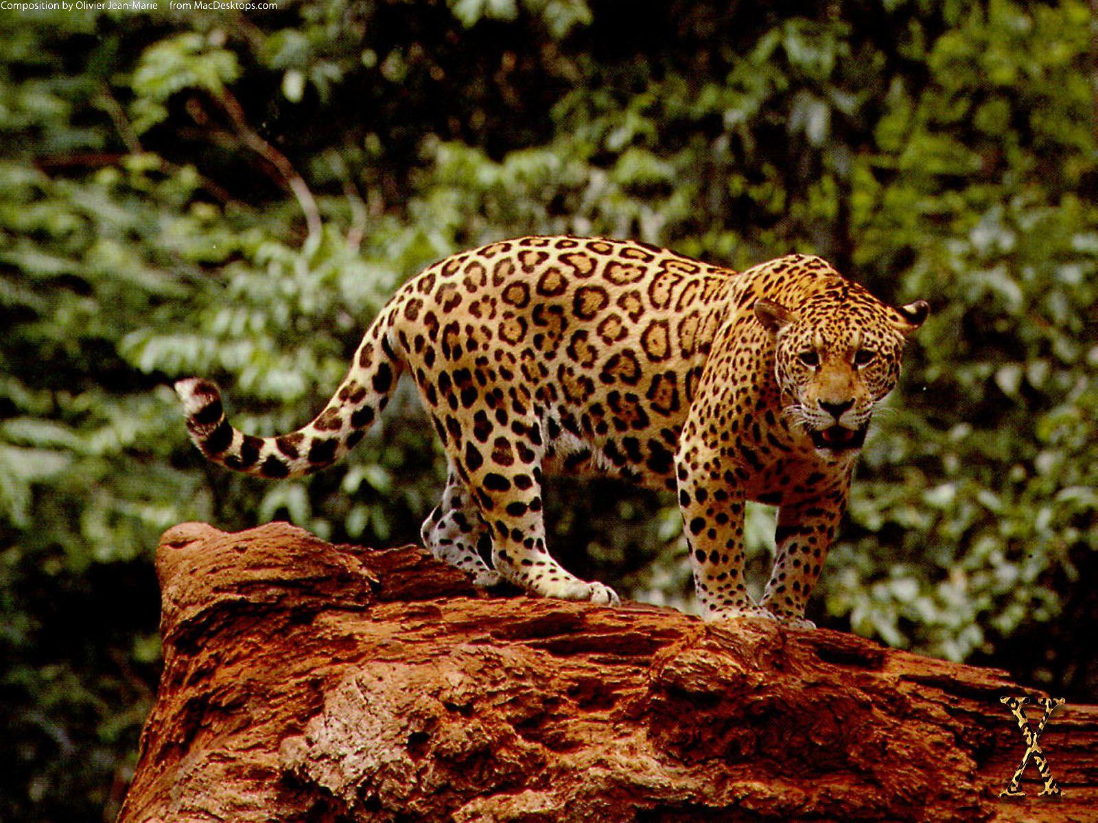 Jaguar Wallpapers Top Free Jaguar Backgrounds WallpaperAccess