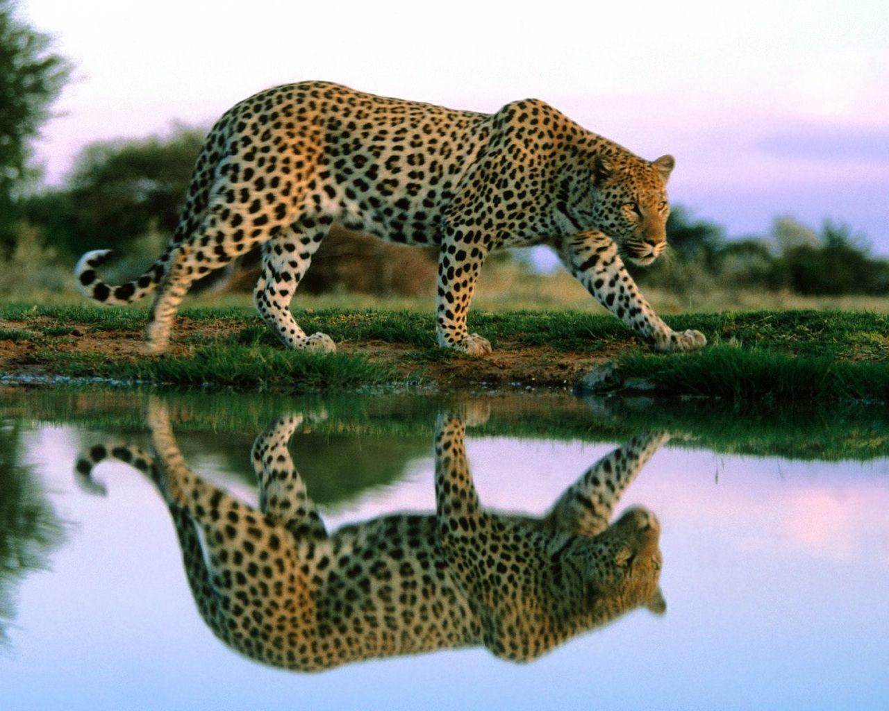 Jaguar Wallpapers Top Free Jaguar Backgrounds WallpaperAccess