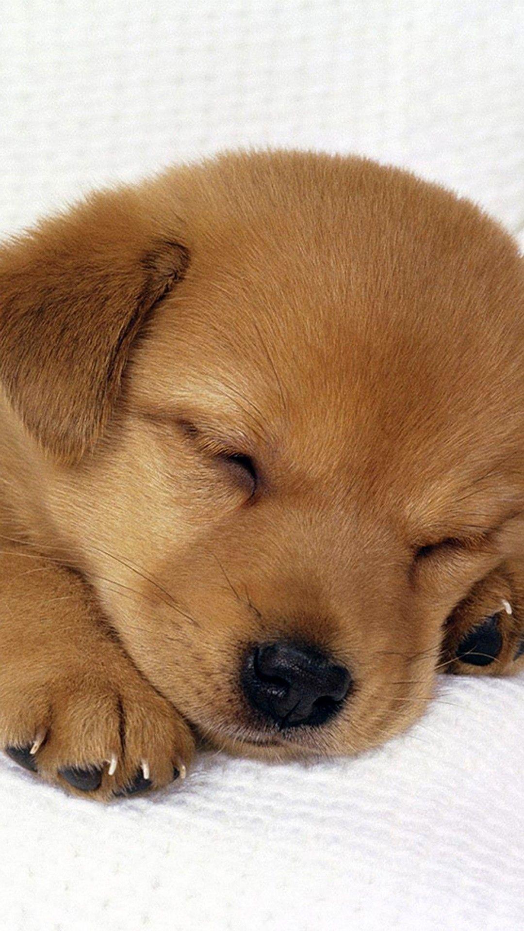 Cute Puppy iPhone Wallpapers Top Free Cute Puppy iPhone Backgrounds