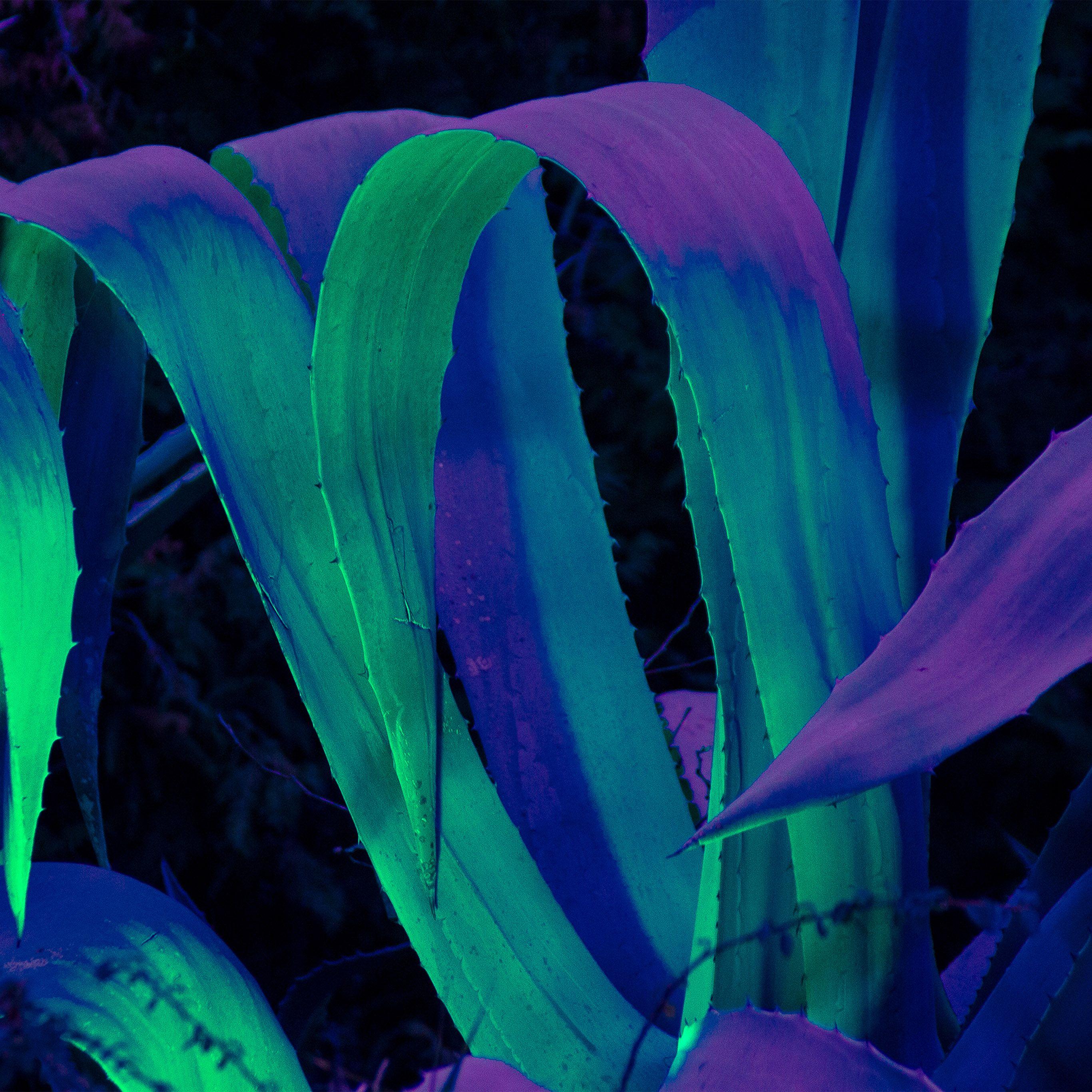 Purple Blue and Green Wallpapers Top Free Purple Blue and Green