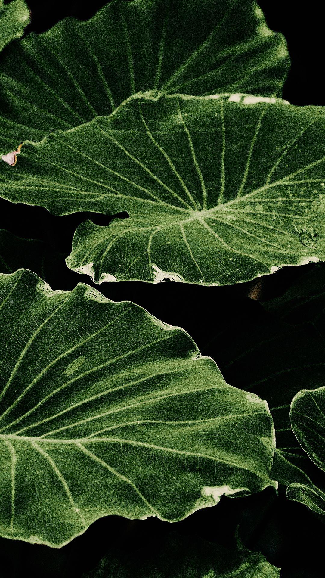 Leaves Phone Wallpapers Top Free Leaves Phone Backgrounds