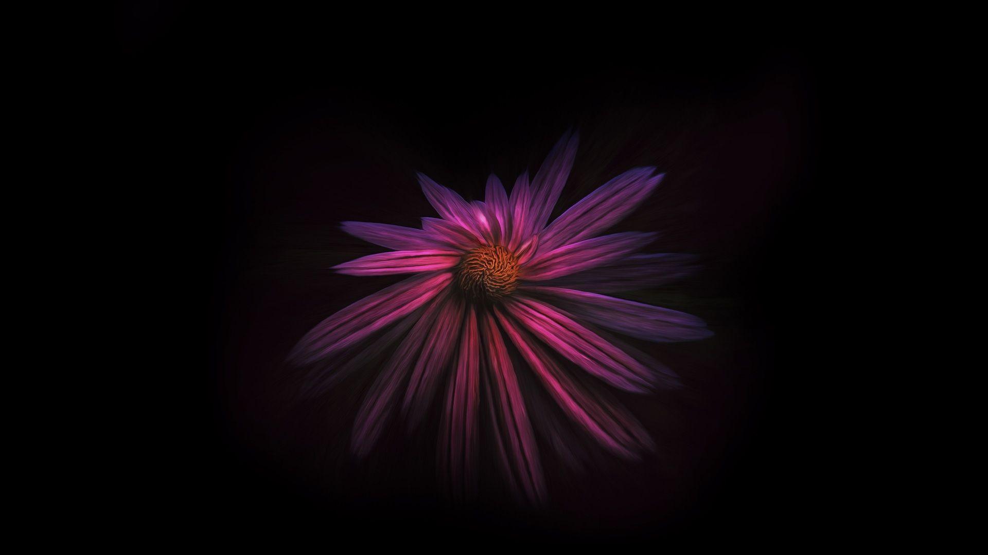 Dark Floral Desktop Wallpapers Top Free Dark Floral Desktop