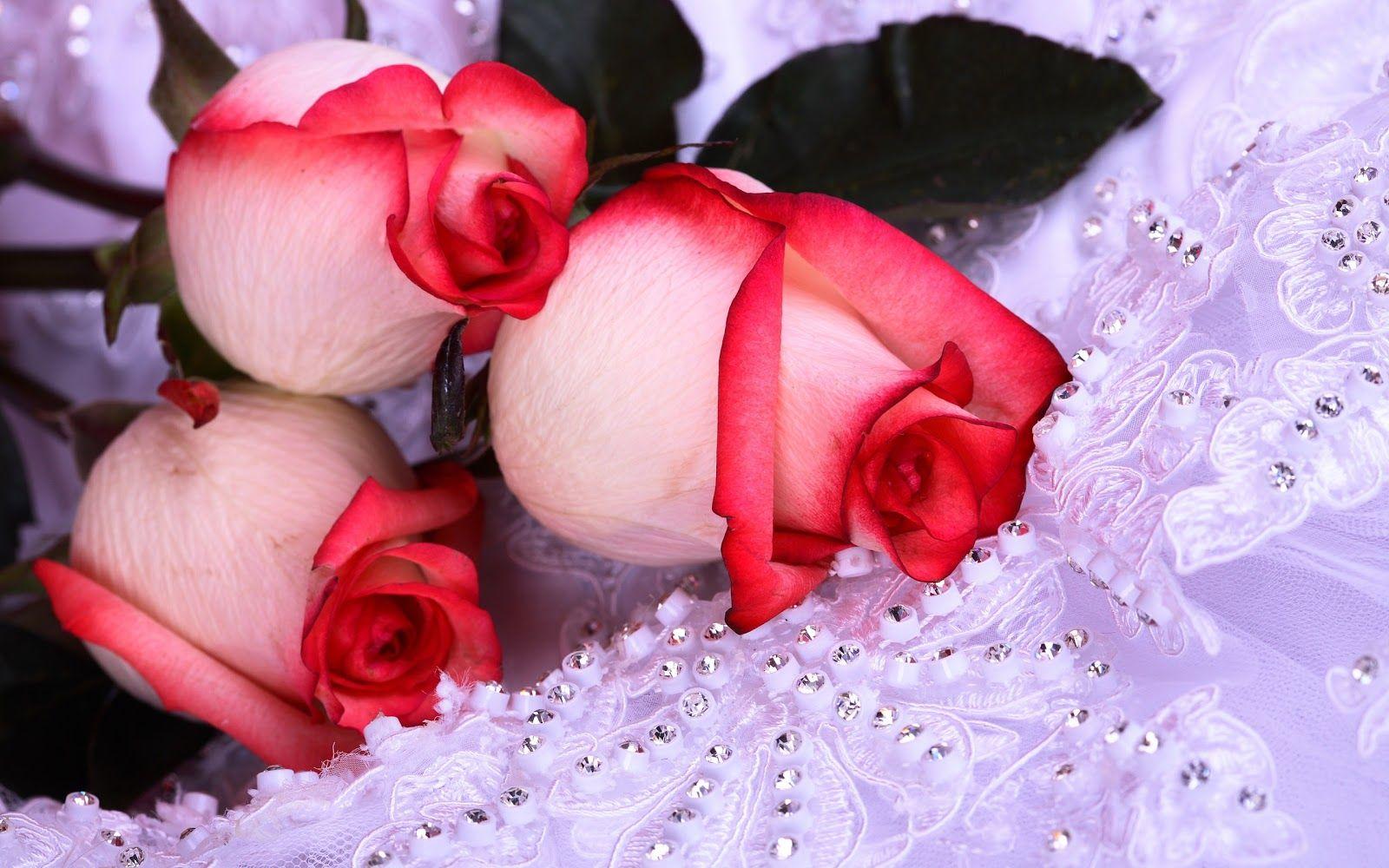 Red and White Roses Wallpapers Top Free Red and White Roses