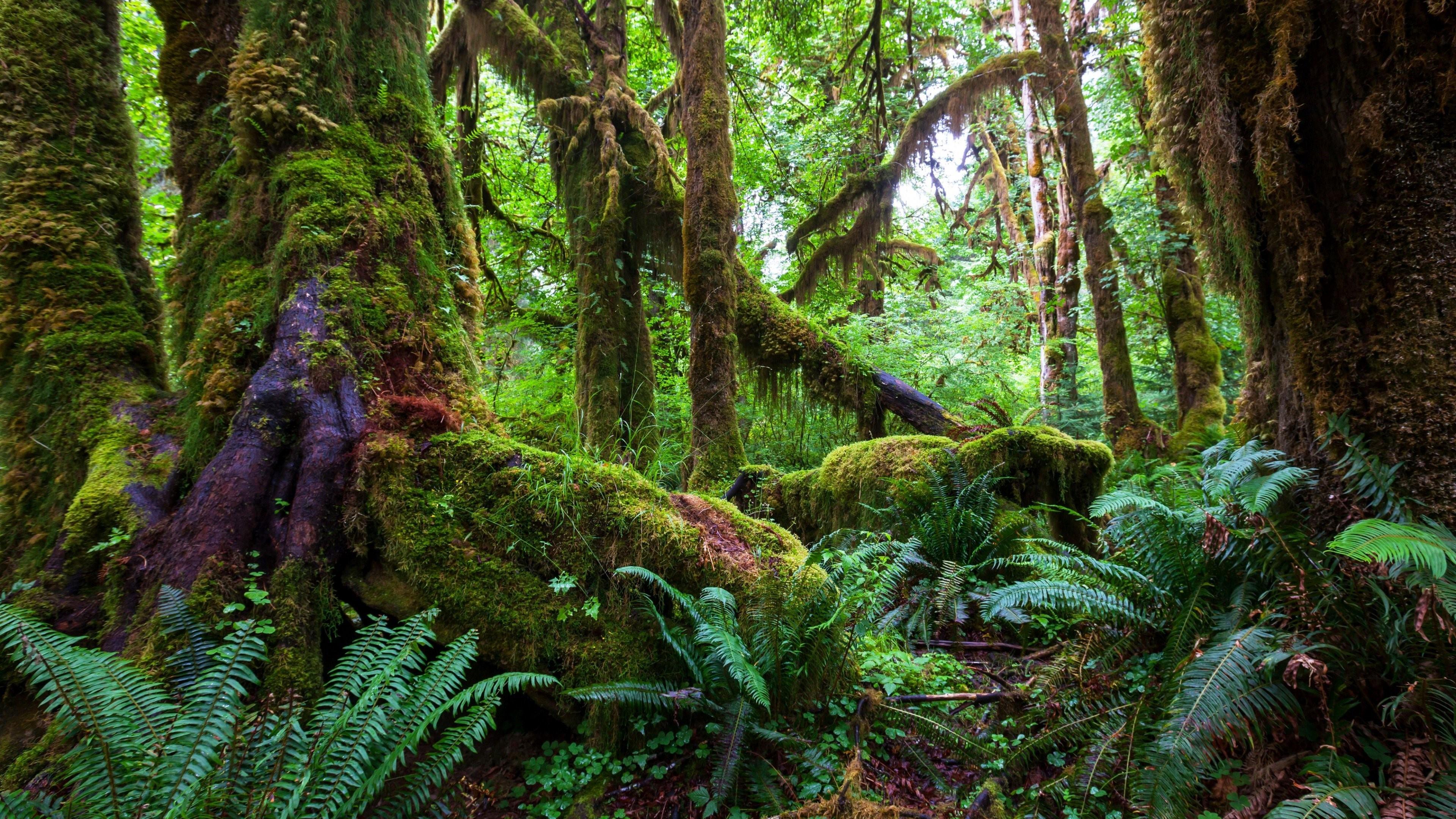 Pacific Northwest Rainforest Wallpapers Top Free Pacific Northwest