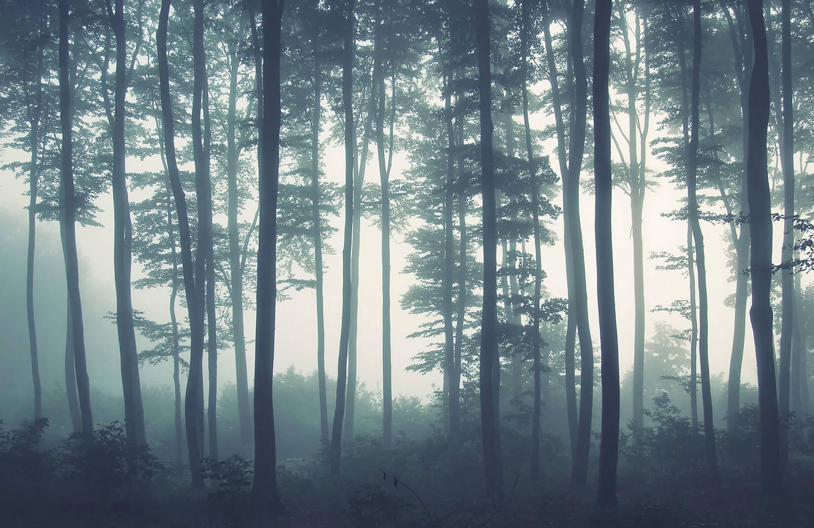 Grey Forest Wallpapers Top Free Grey Forest Backgrounds WallpaperAccess