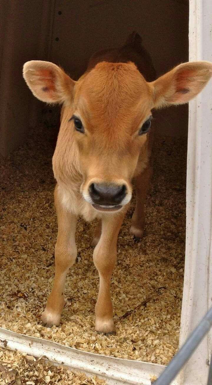 Baby Cow iPhone Wallpapers Top Free Baby Cow iPhone Backgrounds