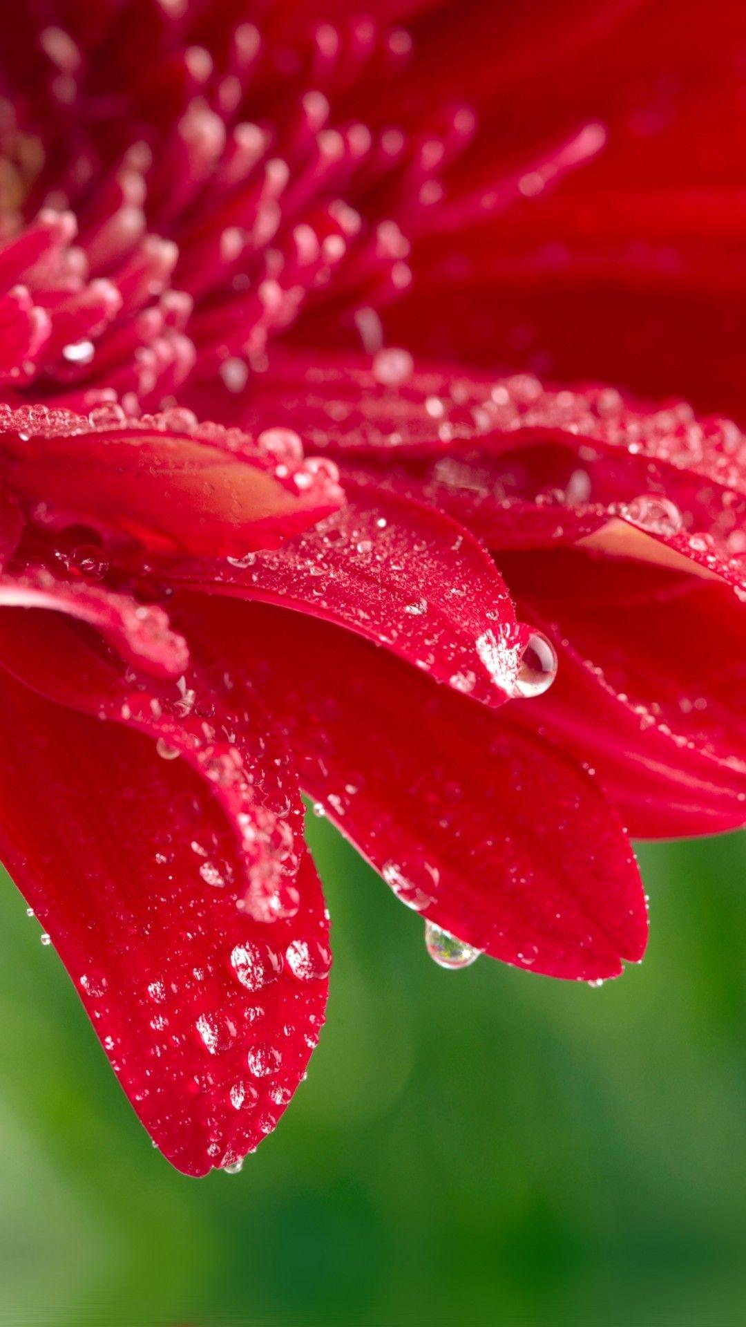 Red Flower iPhone Wallpapers Top Free Red Flower iPhone Backgrounds