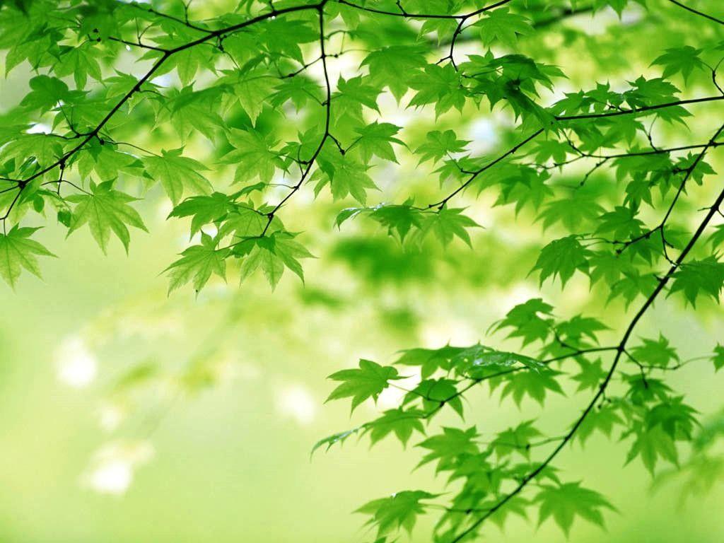 Japanese Green Wallpapers Top Free Japanese Green Backgrounds