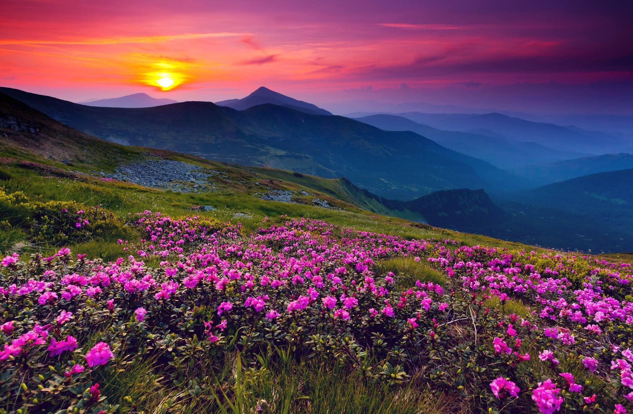 Alps Flowers Sunset Wallpapers Top Free Alps Flowers Sunset