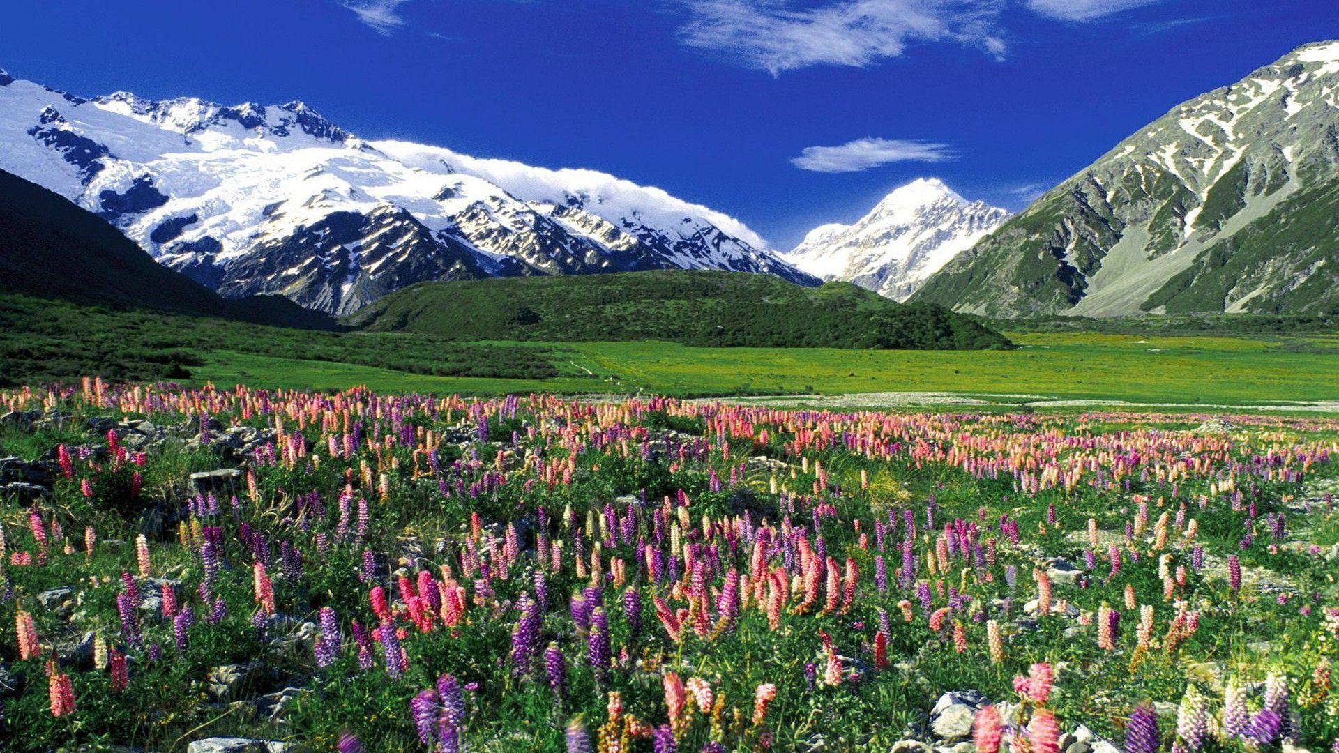 Switzerland Flower Wallpapers Top Free Switzerland Flower Backgrounds