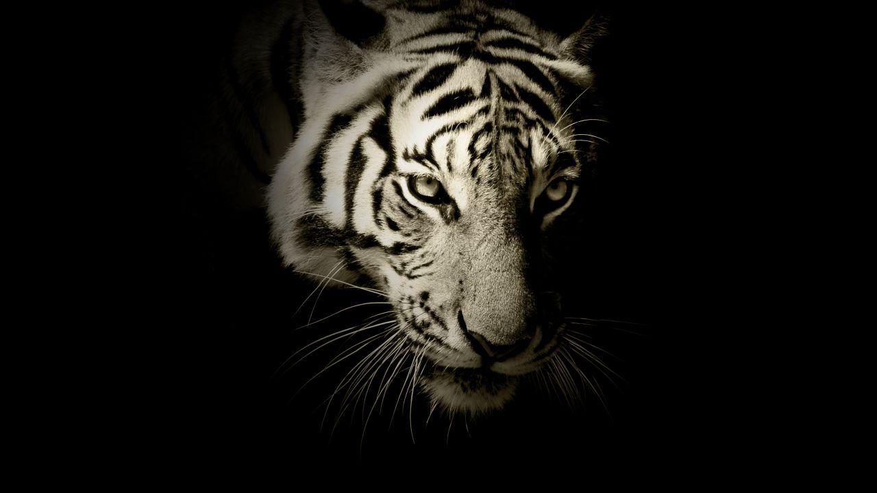 Cool White Tiger Wallpapers Top Free Cool White Tiger Backgrounds