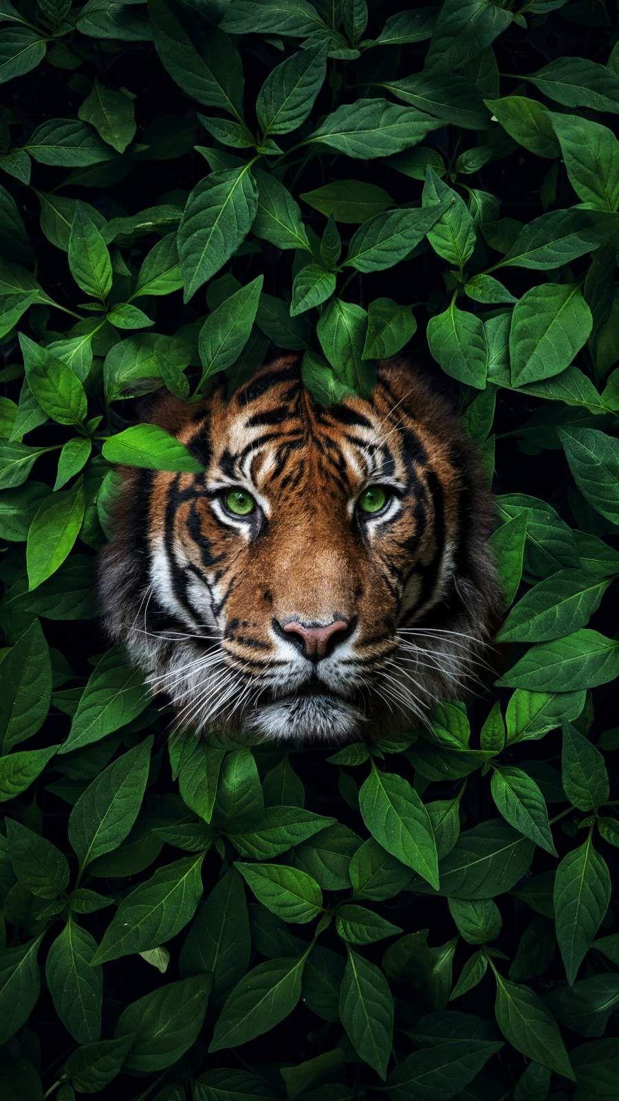 Wild Animal iPhone Wallpapers Top Free Wild Animal iPhone Backgrounds