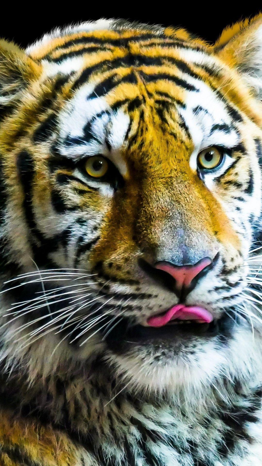 Wild Animal iPhone Wallpapers Top Free Wild Animal iPhone Backgrounds