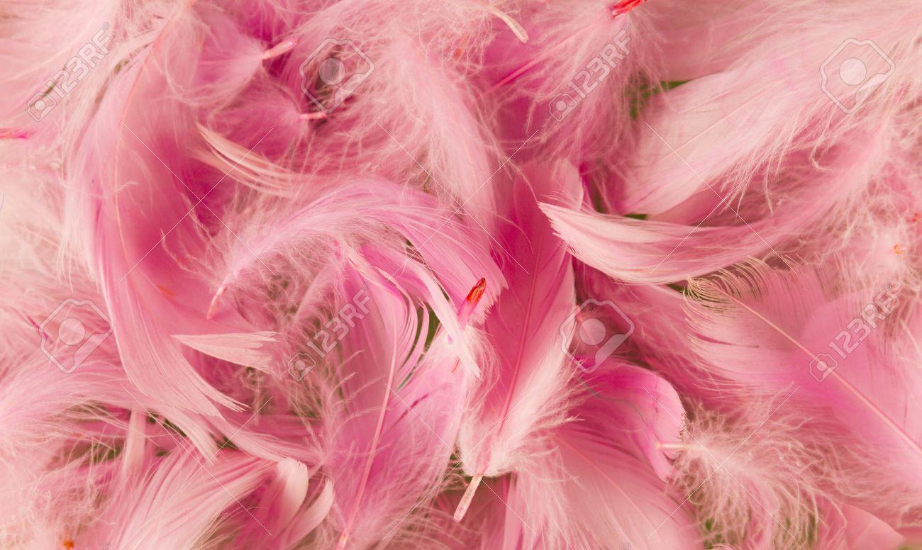Pink Feathers Wallpapers Top Free Pink Feathers Backgrounds