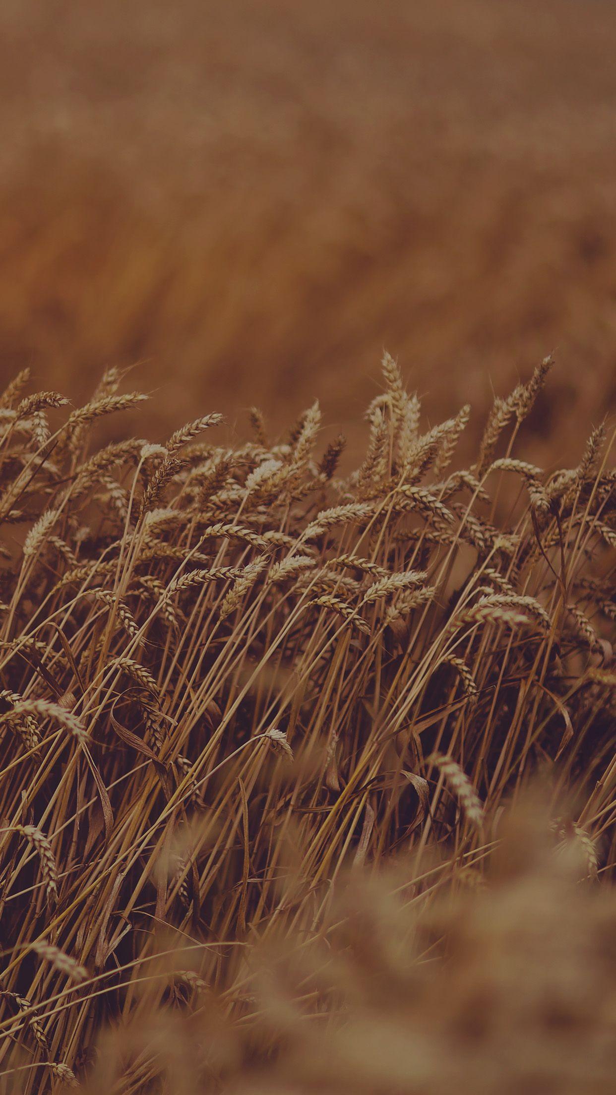 Brown Nature Wallpapers Top Free Brown Nature Backgrounds