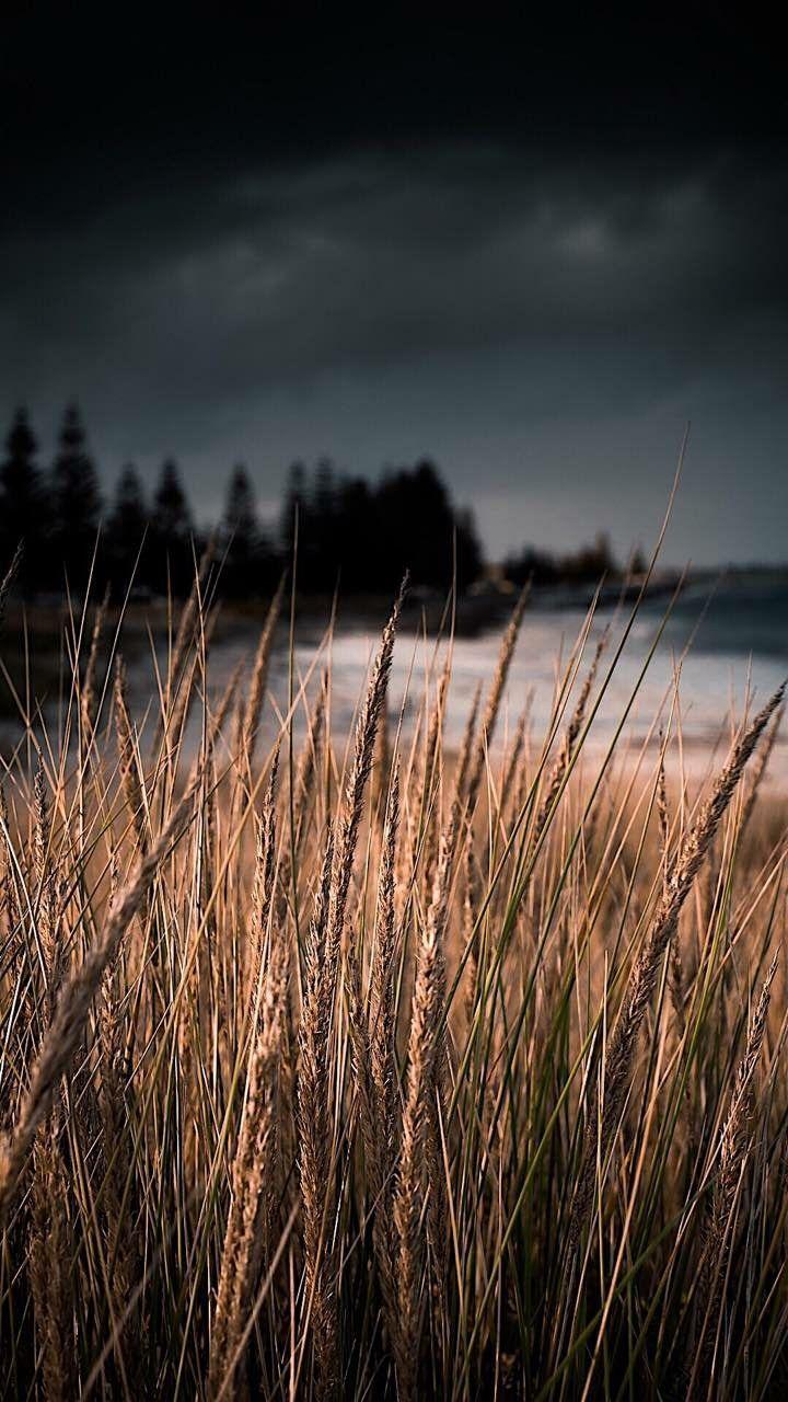 Brown Nature Wallpapers Top Free Brown Nature Backgrounds