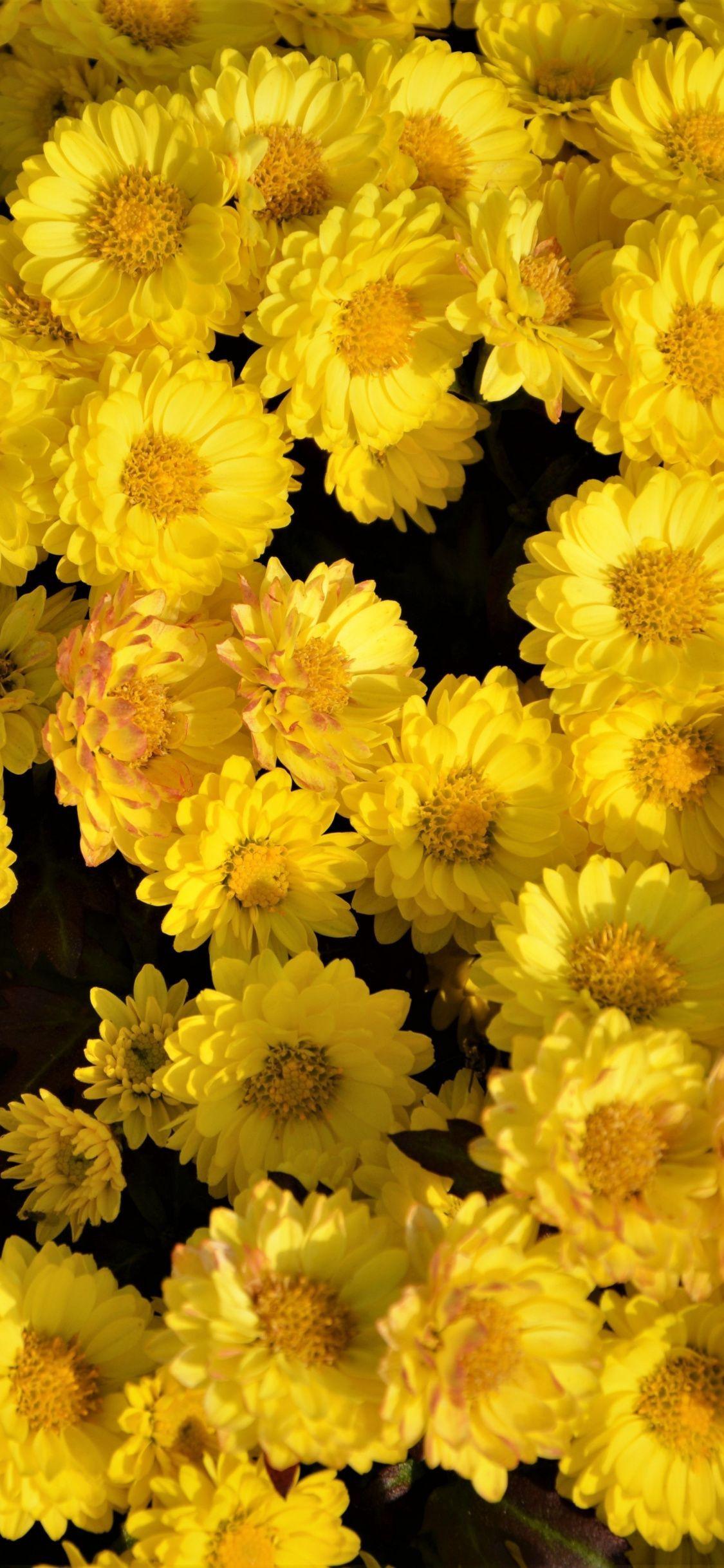 Yellow Flower iPhone HD Wallpapers Top Free Yellow Flower iPhone HD