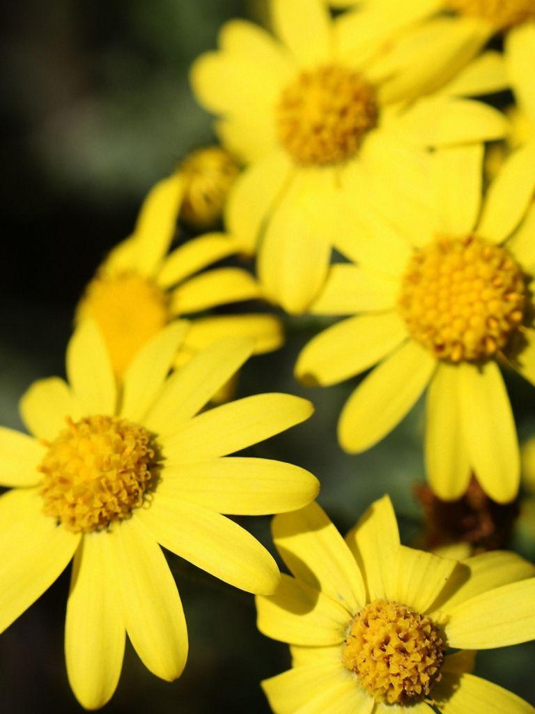 Yellow Flower iPhone HD Wallpapers Top Free Yellow Flower iPhone HD