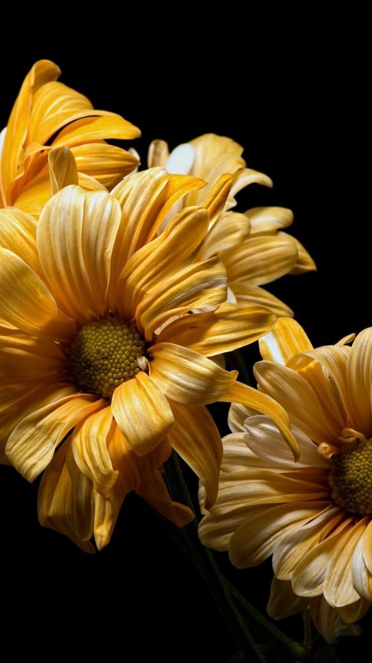 Yellow Flower iPhone HD Wallpapers Top Free Yellow Flower iPhone HD