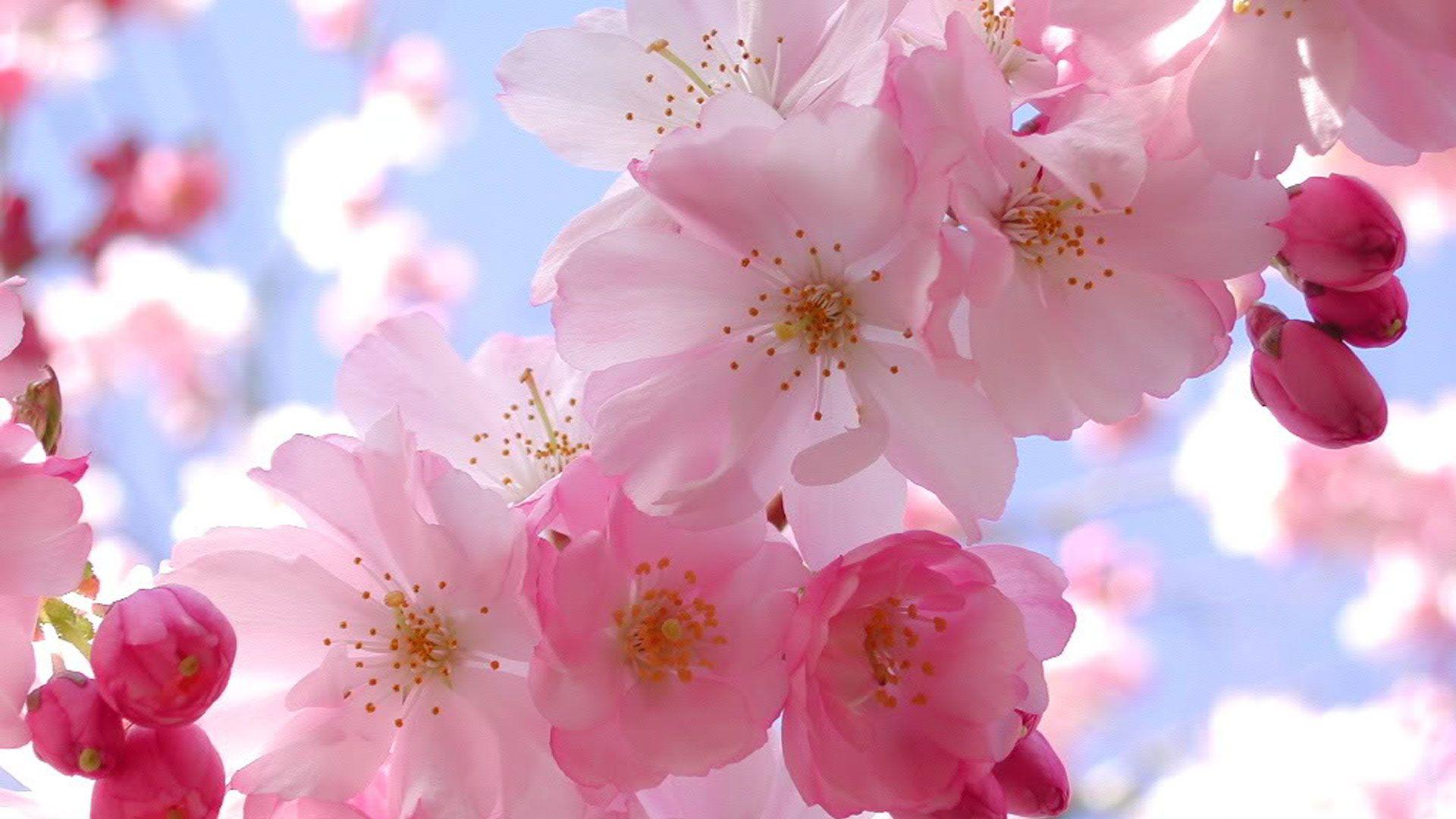 Pink Cherry Blossom Wallpapers Top Free Pink Cherry Blossom