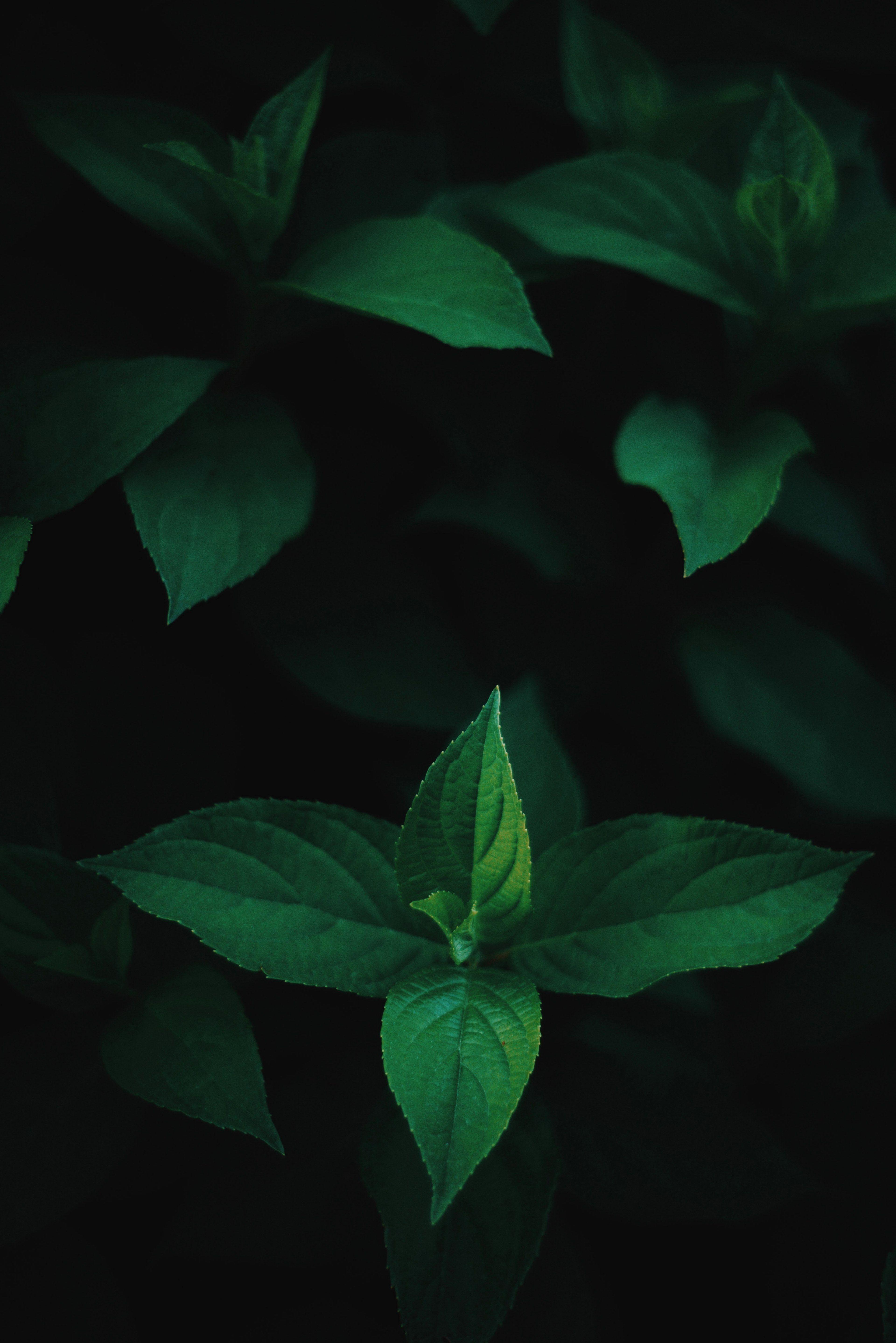 Dark Green Leaves Wallpapers Top Free Dark Green Leaves Backgrounds