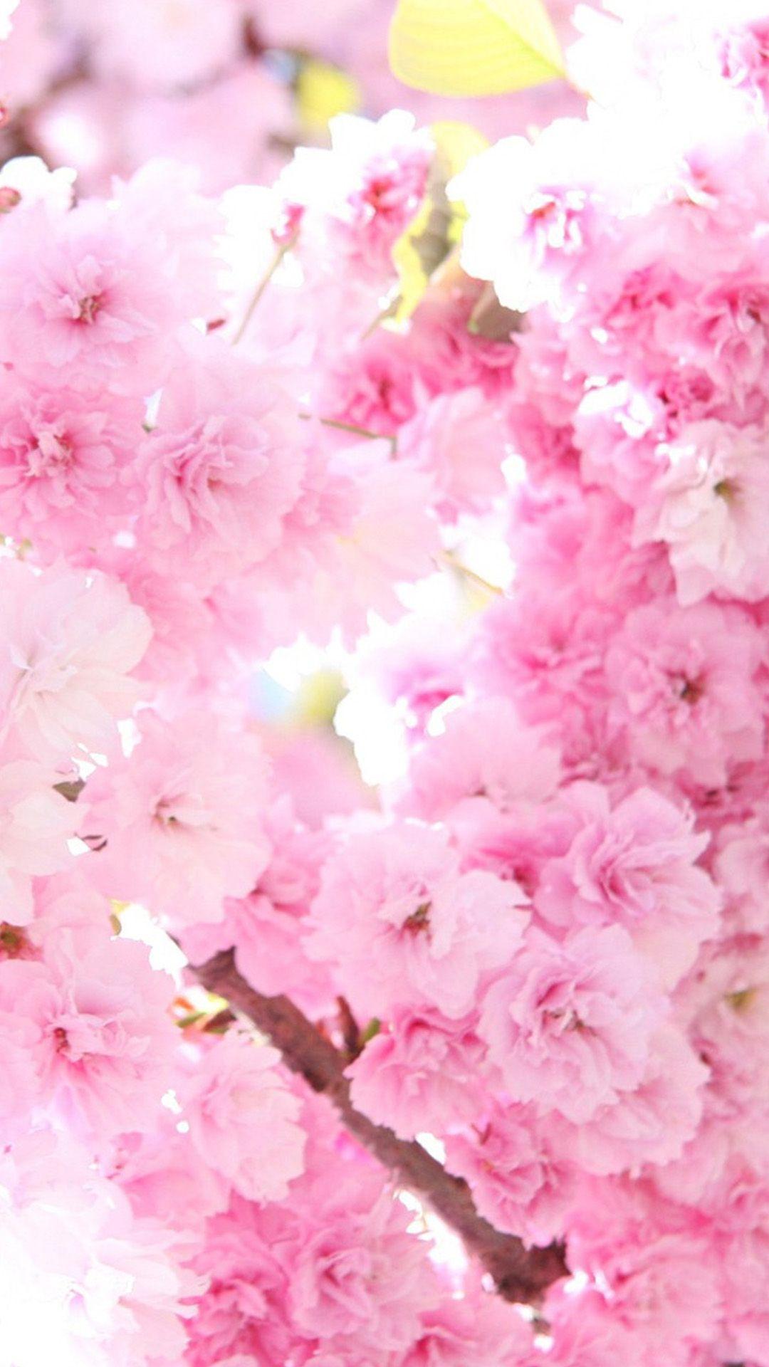 Pink Sakura Wallpapers Top Free Pink Sakura Backgrounds WallpaperAccess