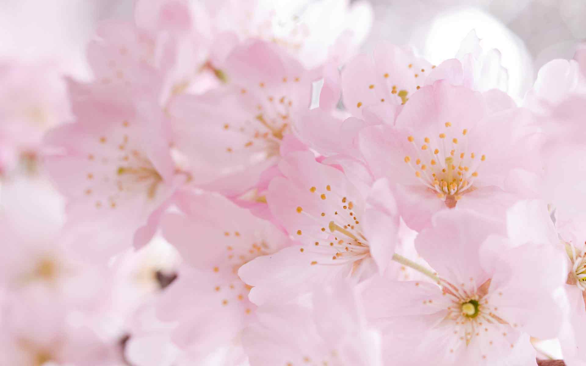 Pink Cherry Blossom Wallpapers Top Free Pink Cherry Blossom