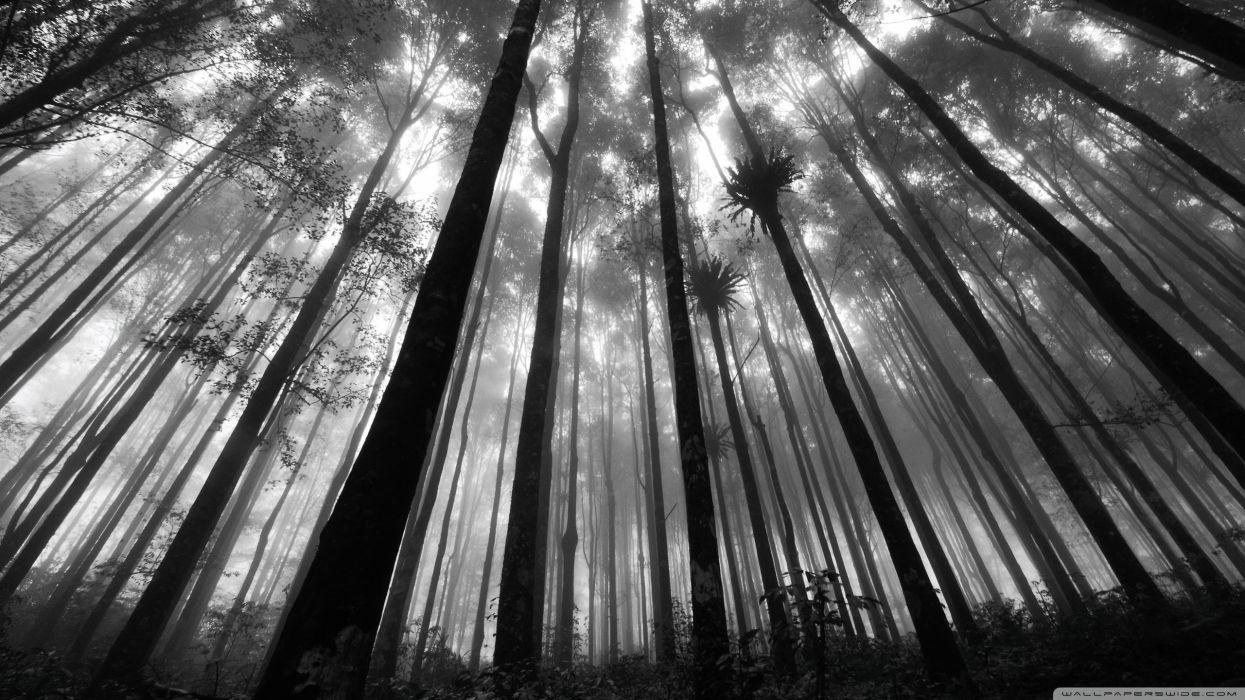 Gray Forest Wallpapers Top Free Gray Forest Backgrounds WallpaperAccess