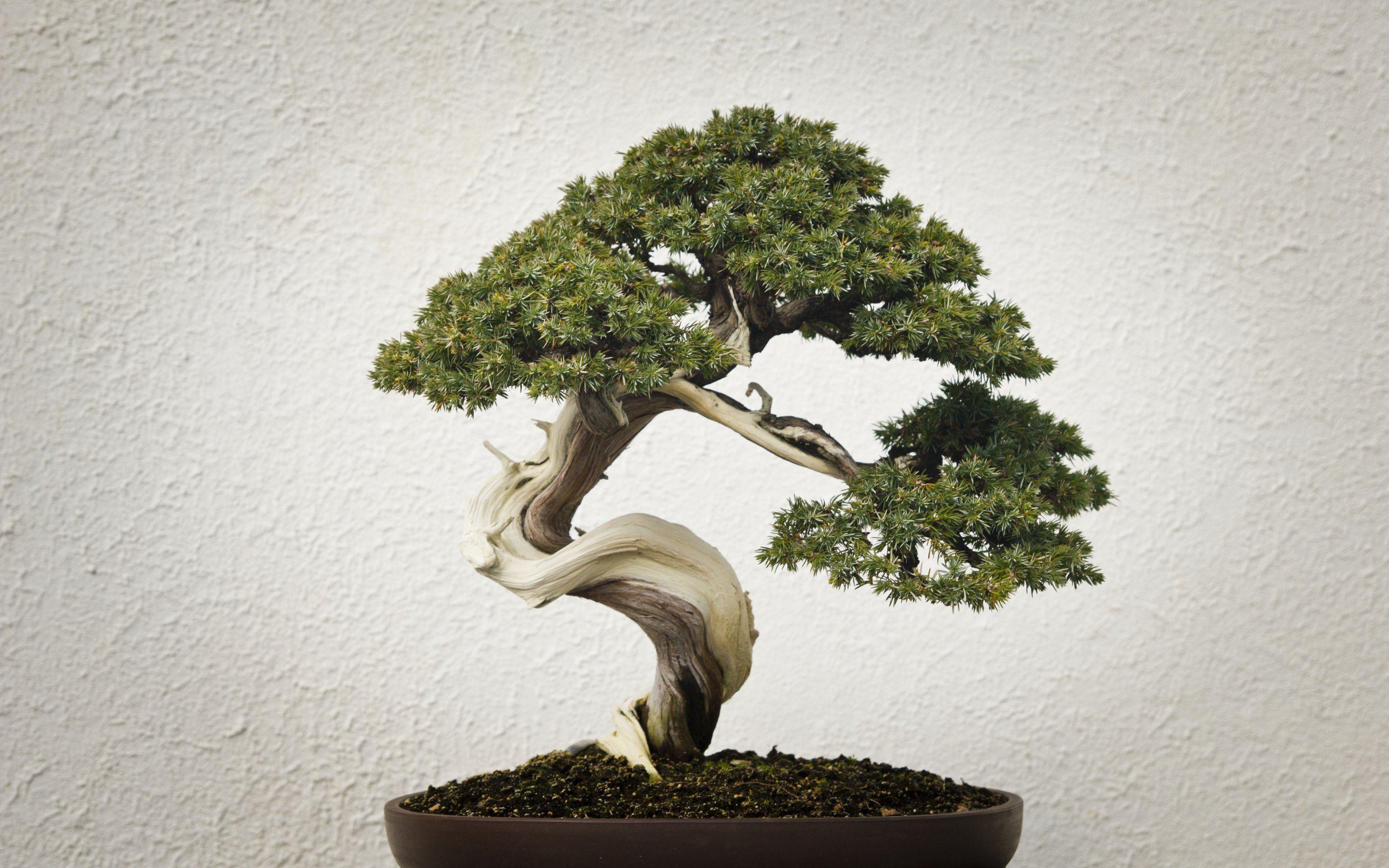 Japanese Bonsai Wallpapers Top Free Japanese Bonsai Backgrounds