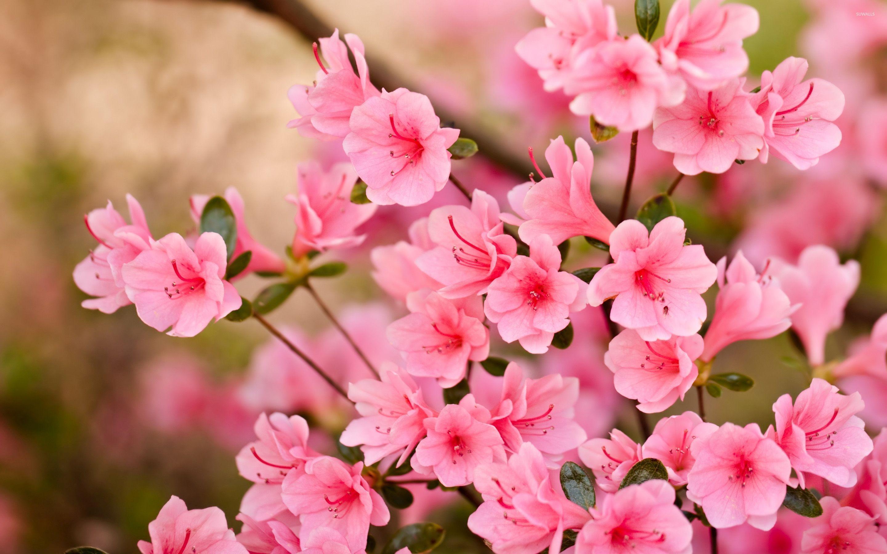 Pink Cherry Blossom Wallpapers Top Free Pink Cherry Blossom