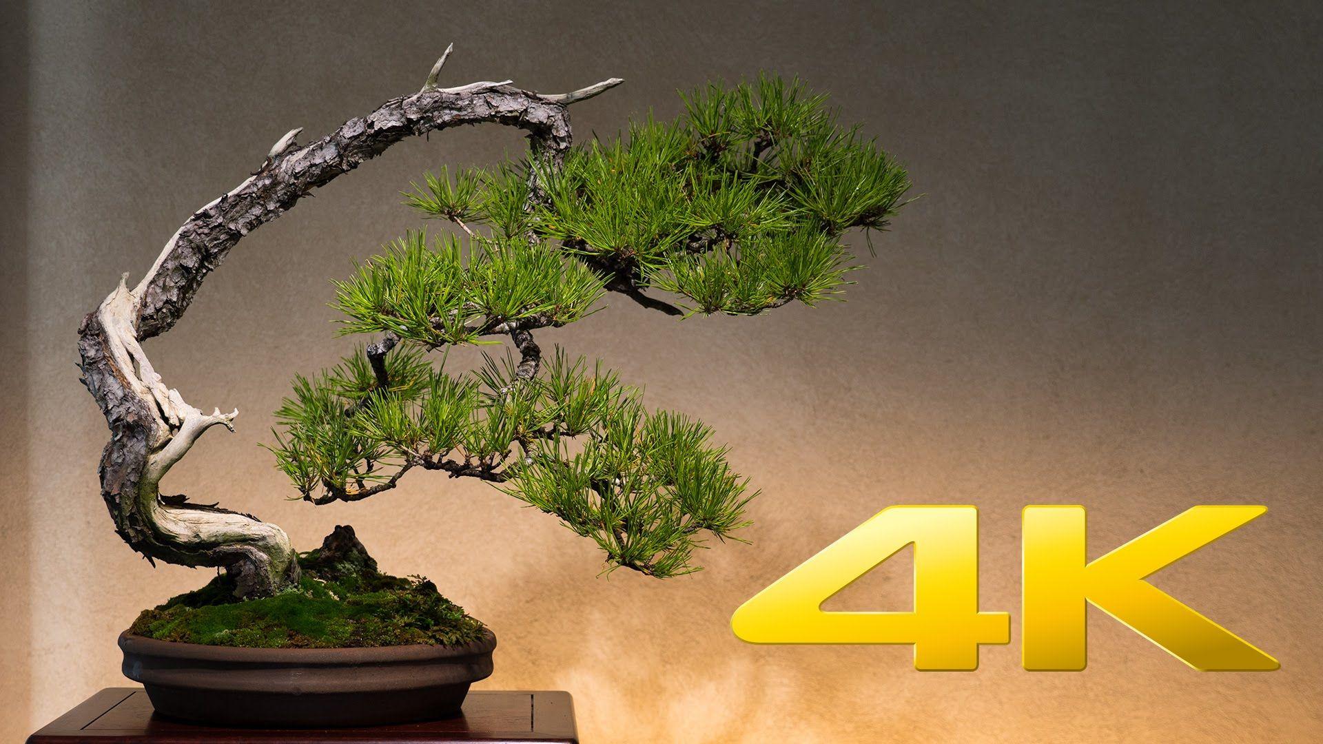 Japanese Bonsai Wallpapers Top Free Japanese Bonsai Backgrounds WallpaperAccess