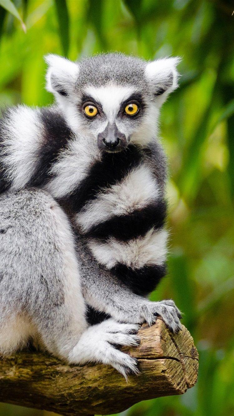 Lemur Wallpaper