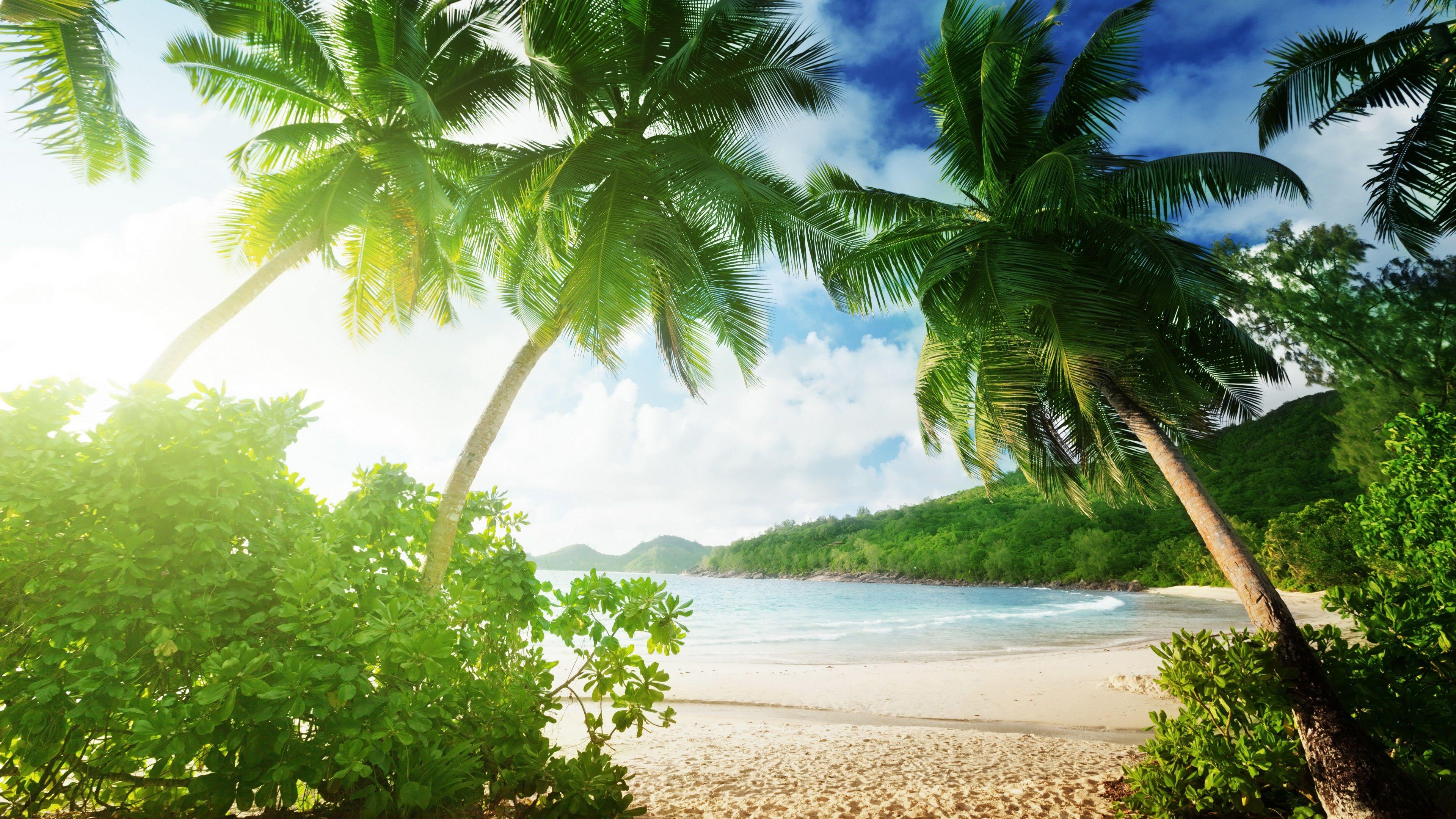 4K Tropical Wallpapers Top Free 4K Tropical Backgrounds WallpaperAccess