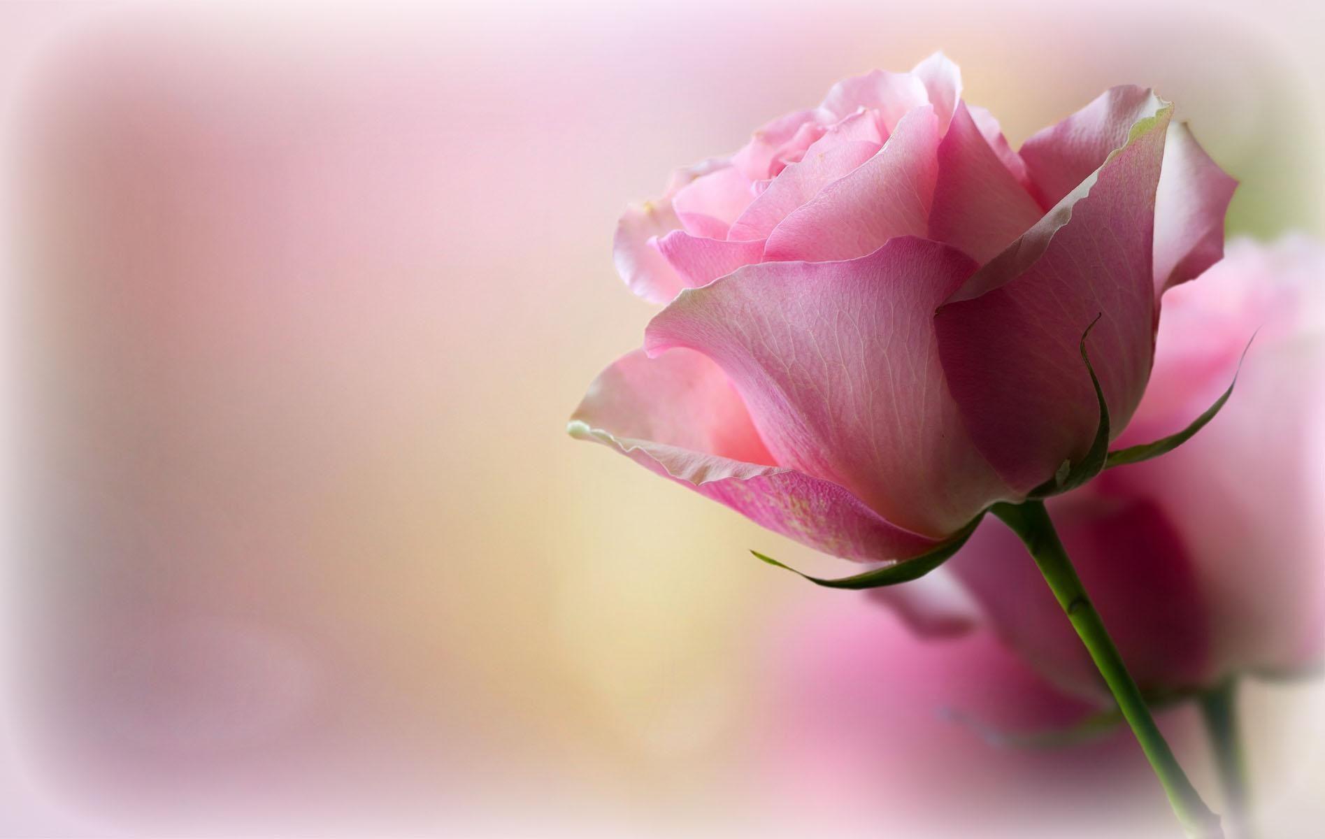 Pink Rose Desktop Wallpapers Top Free Pink Rose Desktop Backgrounds
