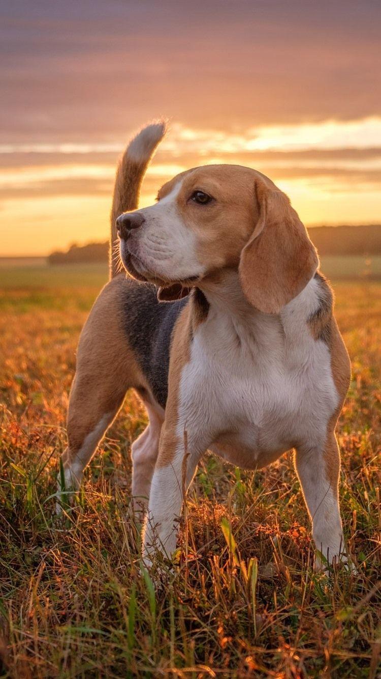 Beagle Phone Wallpapers Top Free Beagle Phone Backgrounds