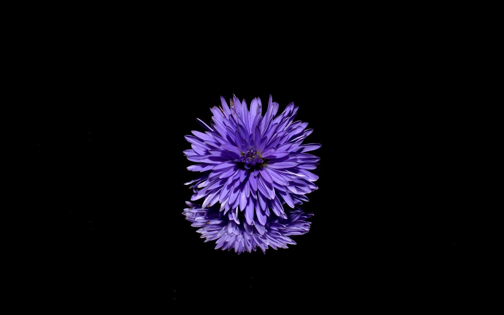 Black and Purple Flower Wallpapers Top Free Black and Purple Flower Backgrounds WallpaperAccess
