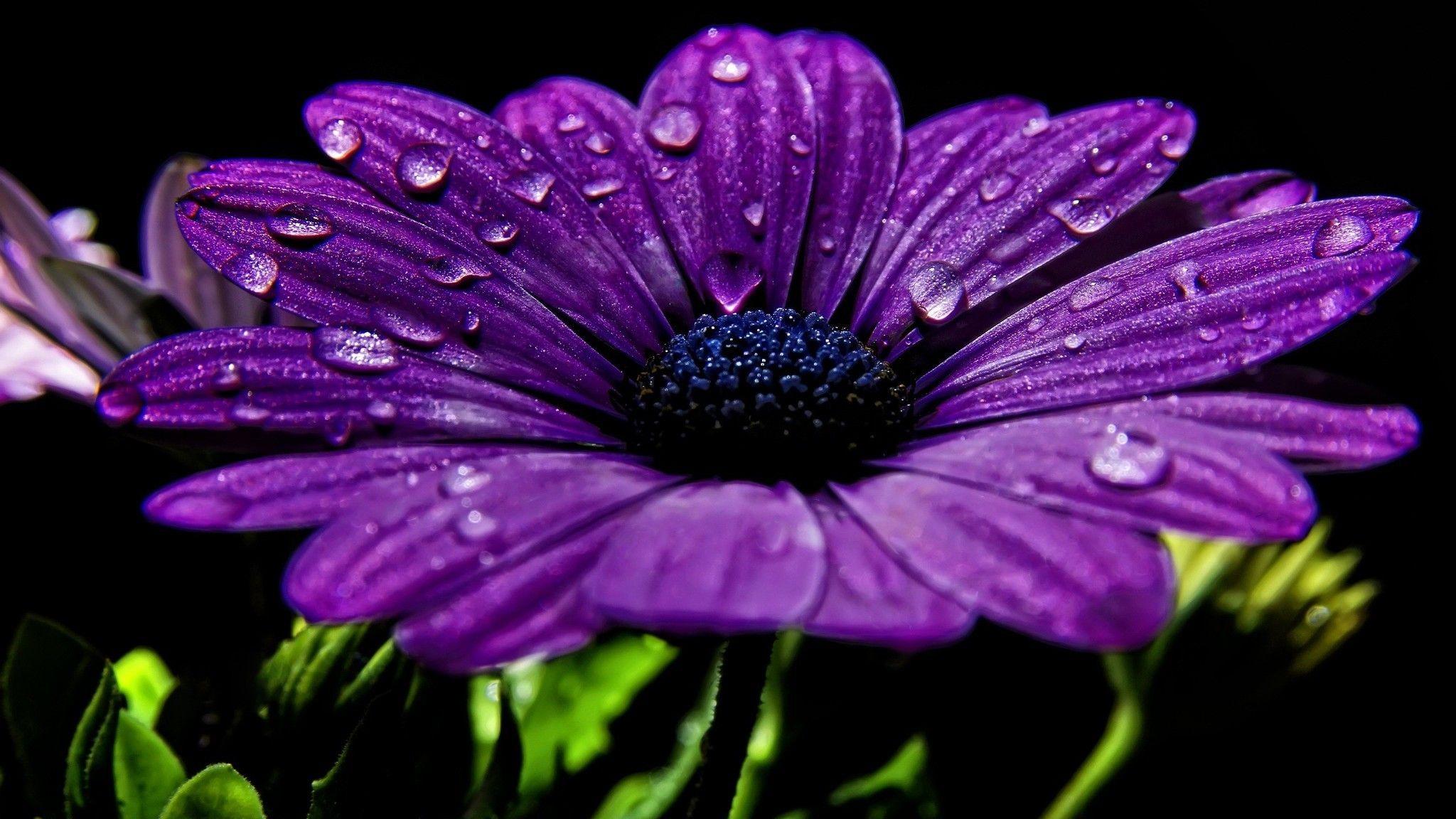 Black and Purple Flower Wallpapers Top Free Black and Purple Flower
