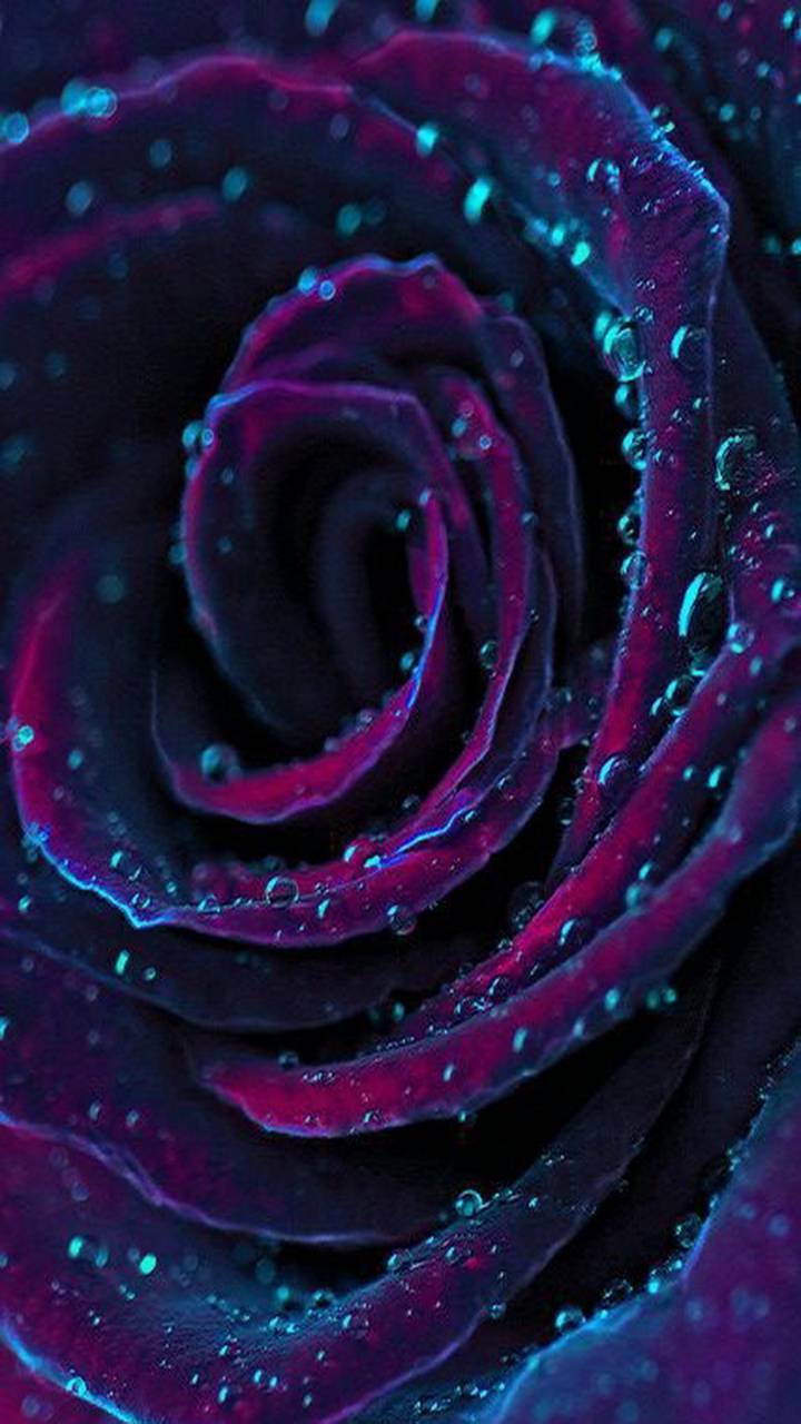 Black and Purple Flower Wallpapers Top Free Black and Purple Flower