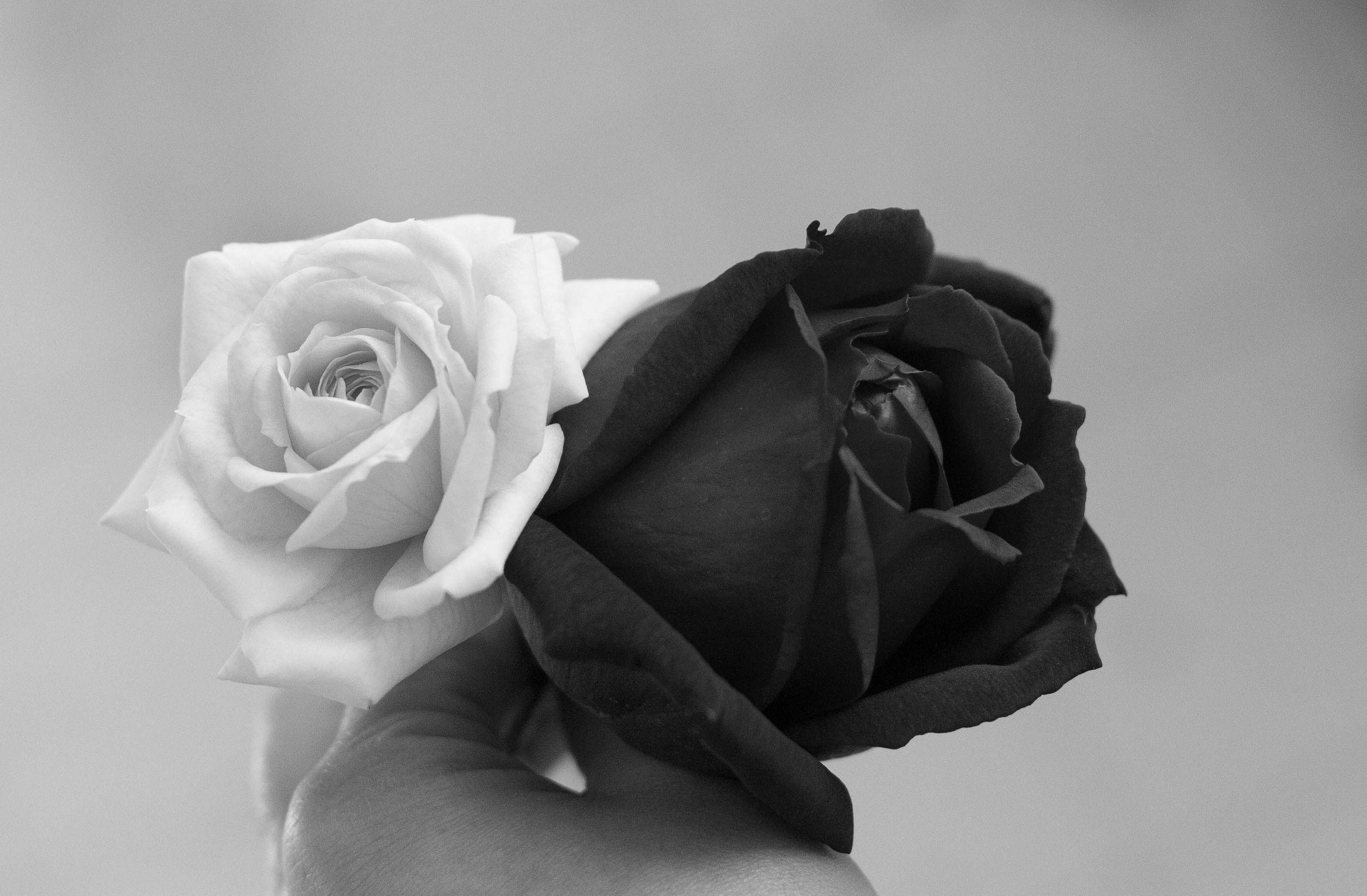 Cool Black Rose Wallpapers Top Free Cool Black Rose Backgrounds