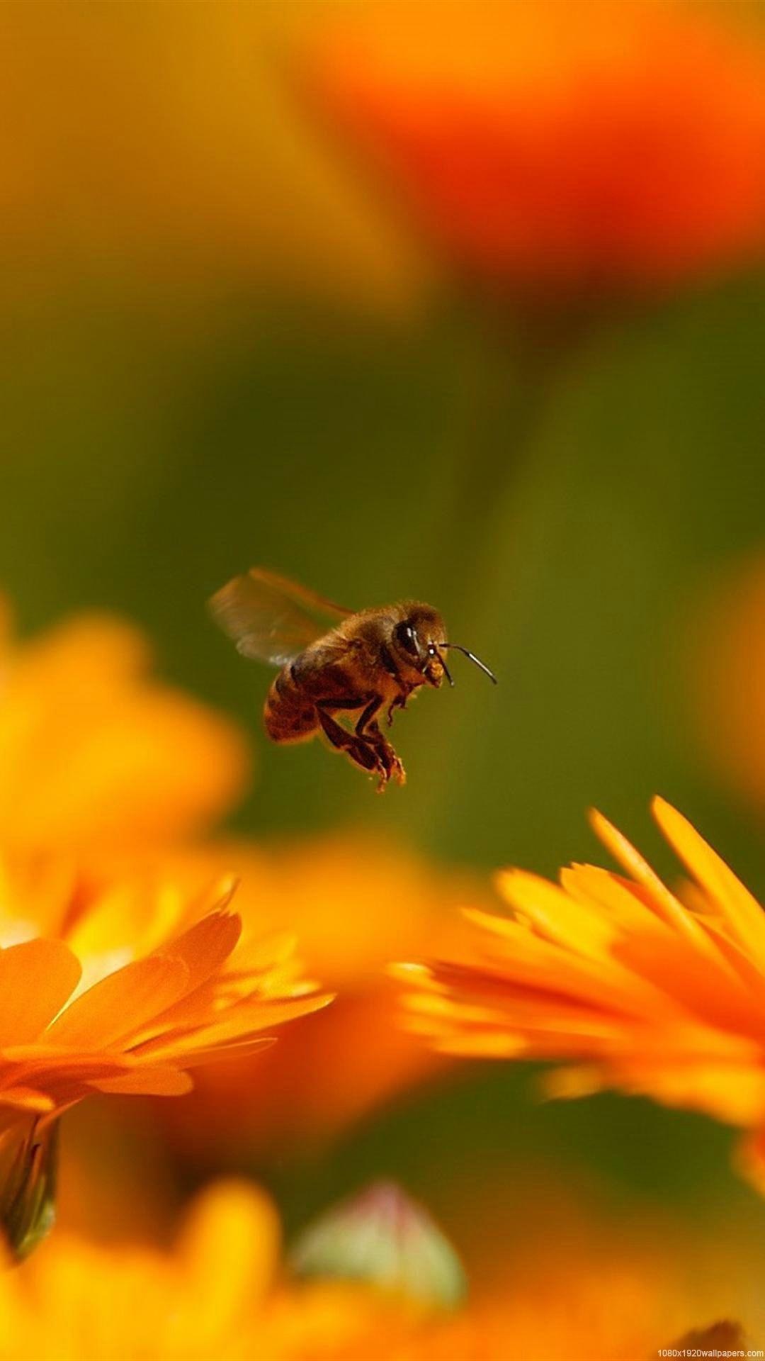 Bee and Flower Wallpapers Top Free Bee and Flower Backgrounds