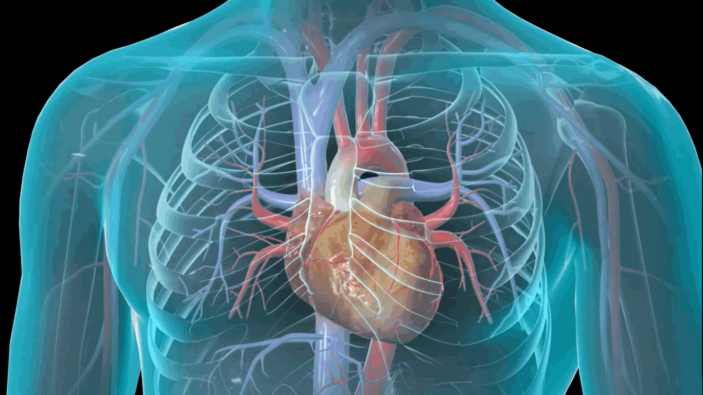 Cardiovascular Wallpapers Top Free Cardiovascular Backgrounds
