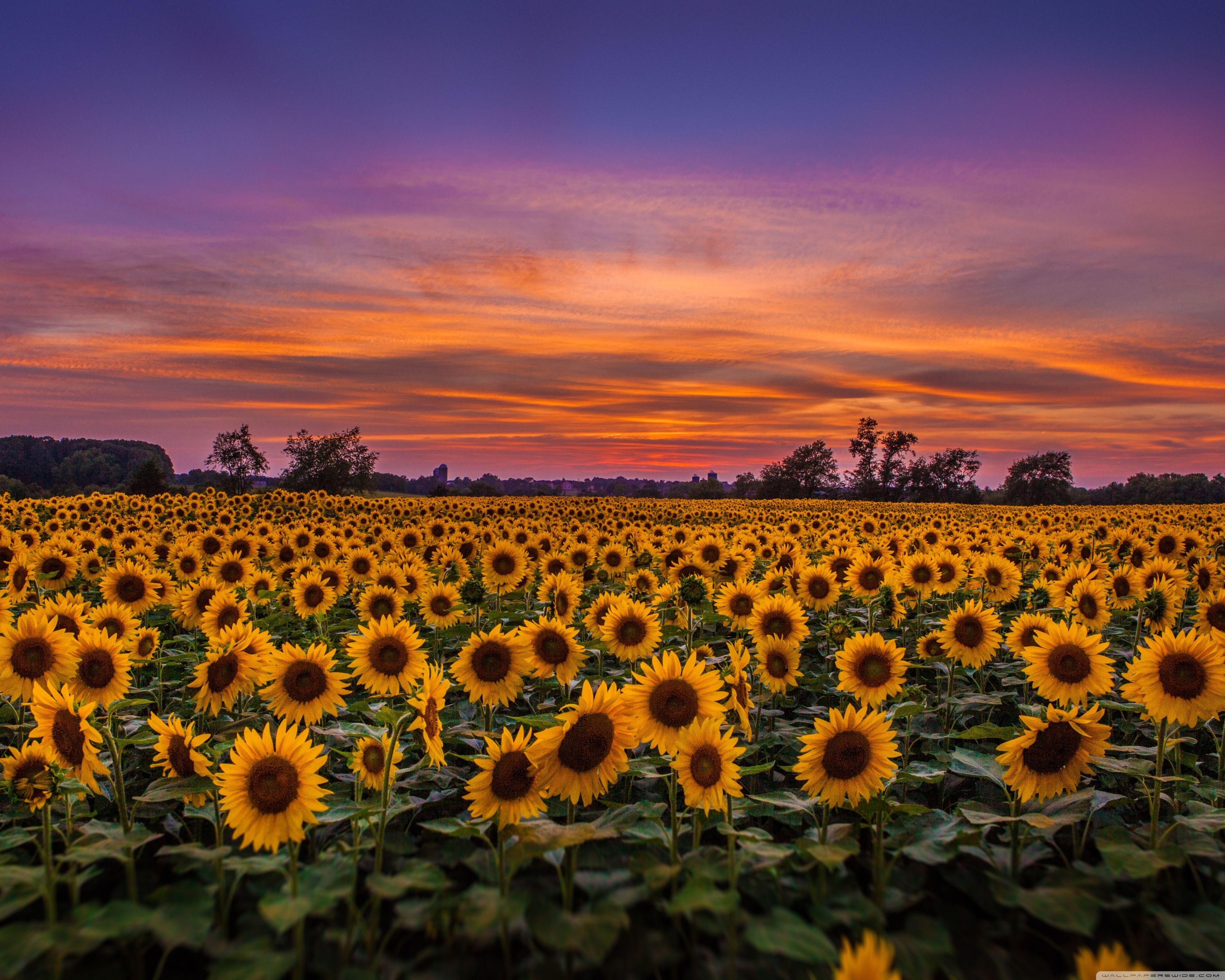15 Selected wallpaper for desktop sunflowers You Can Use It At No Cost