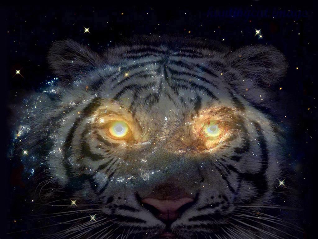 Hipster Tiger Galaxy Wallpapers Top Free Hipster Tiger Galaxy